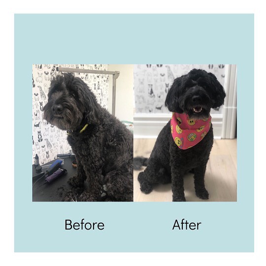 Perfection in a Whoodle!
#dogsofinstagram #doggrooming