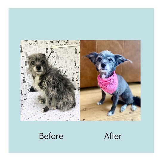 Senior mutts are heavenly! 14 and fabulous!
#seniordog #dogsofinstagram #doggrooming