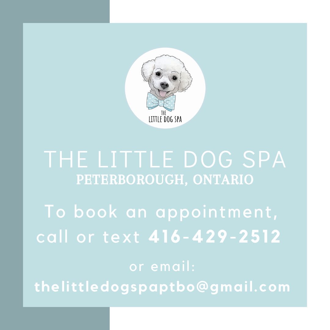 Welcome to The Little Dog Spa! Book your appointment today!
#dogsofinstagram #doggroomer