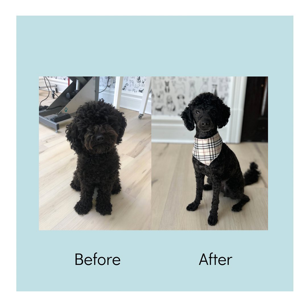 Pretty Poodle Puppies Rock!! #prettiestminipoodleofall
#dogsofinstagram #doggrooming #thelittledogspa