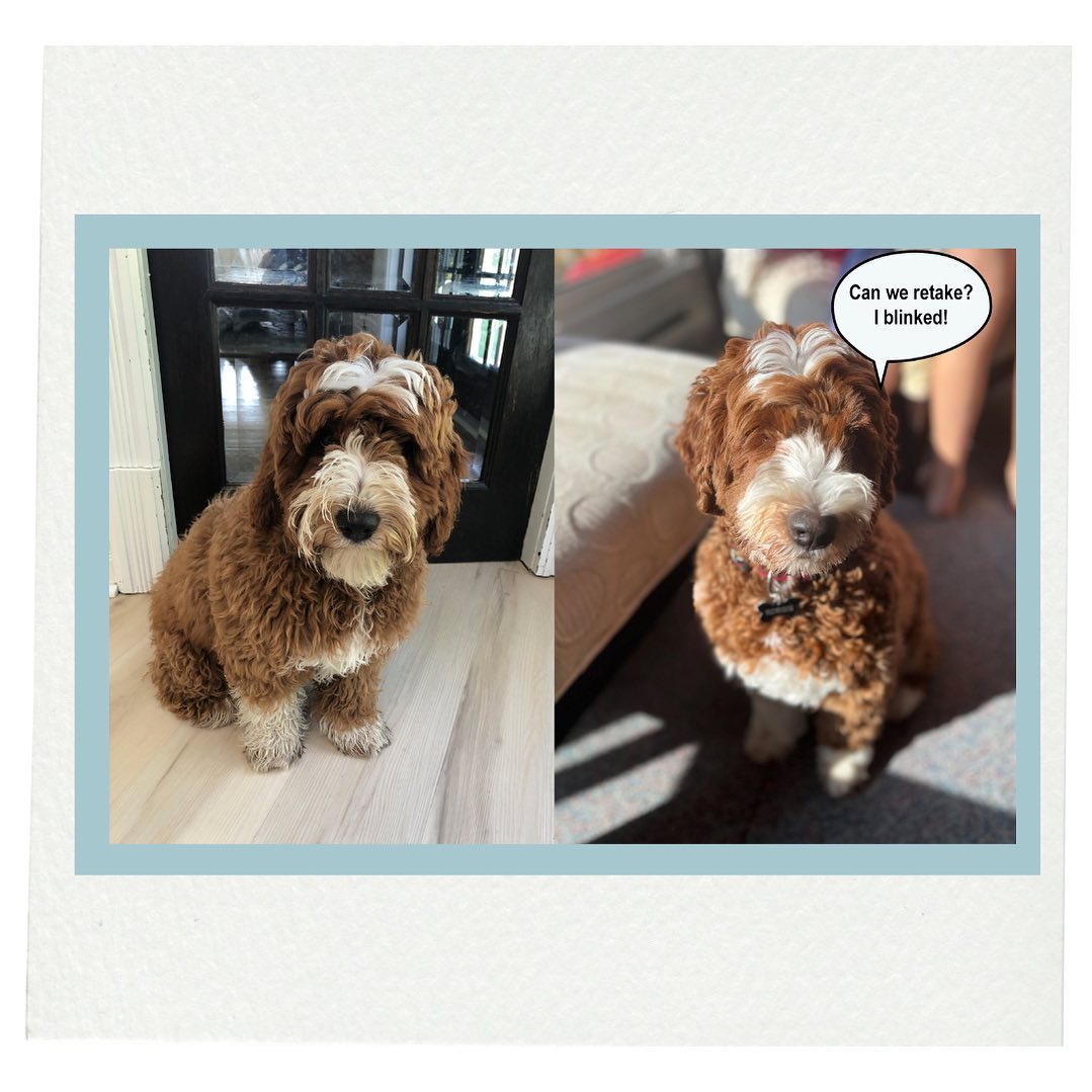 Murph’s First Cut — Just a puppy trim that’s kinda long, cute & curly!
#dogsofinstagram #doggrooming #thelittledogspa