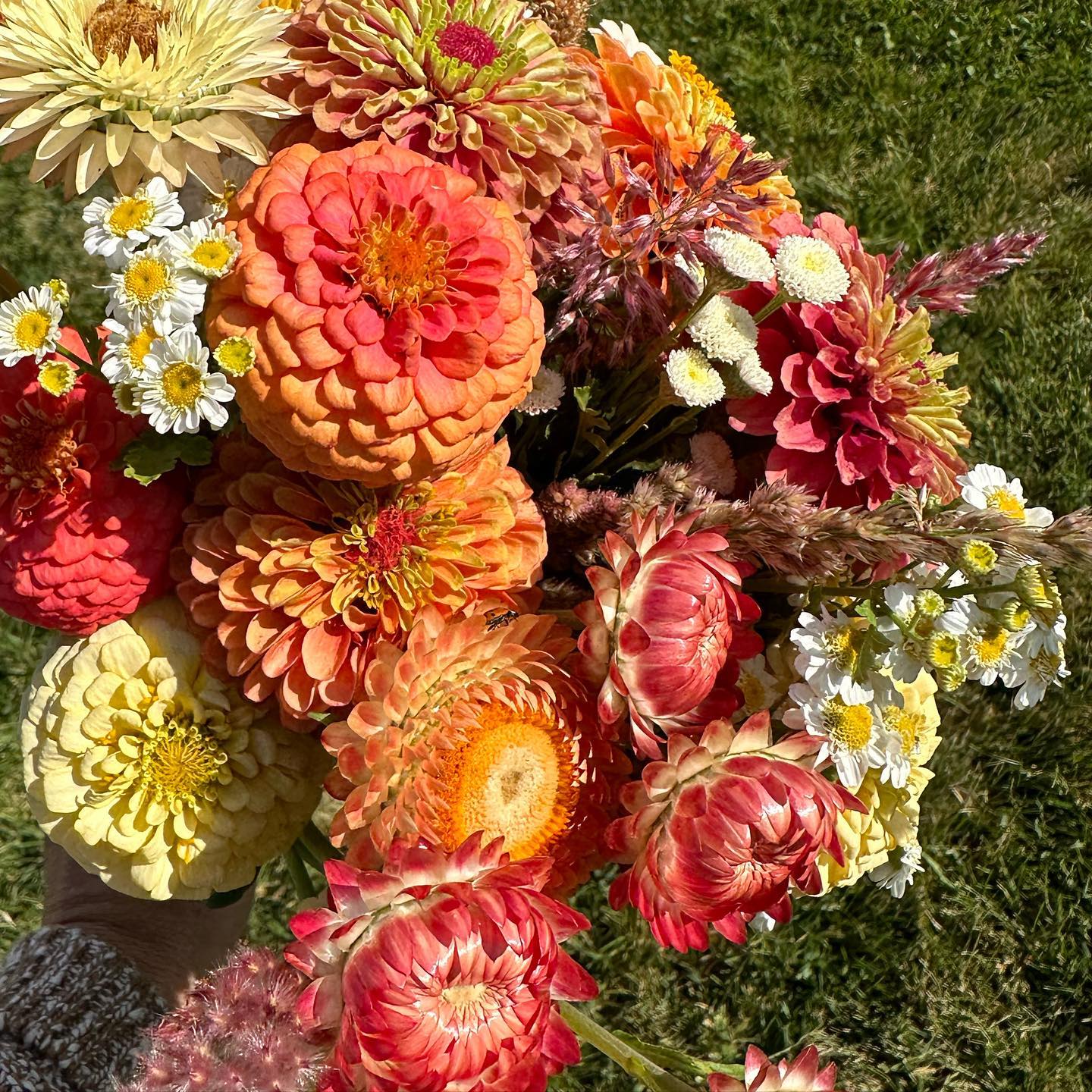 I’m pulling out everything but dahlias and maybe marigolds (hoping for those Dia de los Muertos garlands!) in the next couple weeks. Subscriptions are over for the year, it’s getting cooler at night, and I’m ready for a fresh start. (Not to mention, it’s almost bulb planting time!) But in the meantime, I’ll be taking what I can get from the last of these pretties, because let’s be honest, the biggest perk of growing flowers is…having flowers! Is there anything you’d love to see for next year?
#wellgrownfarms #wellgrownflowers #localflowers