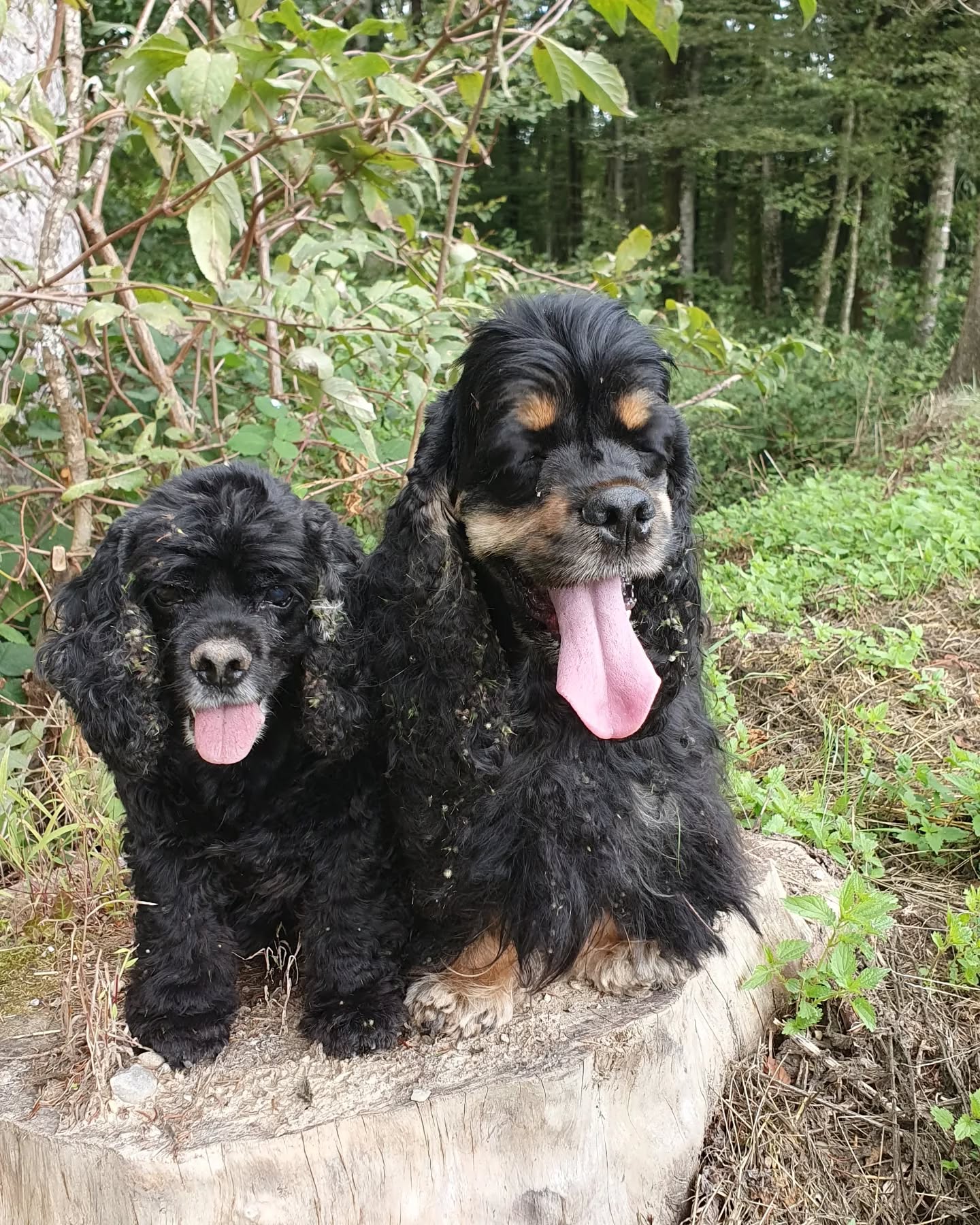 Emely, Finja, Lucy und Emma beim Trüffelspaziergang. Wir werden zu Hause nicht nur die Trüffel putzen müssen 😁