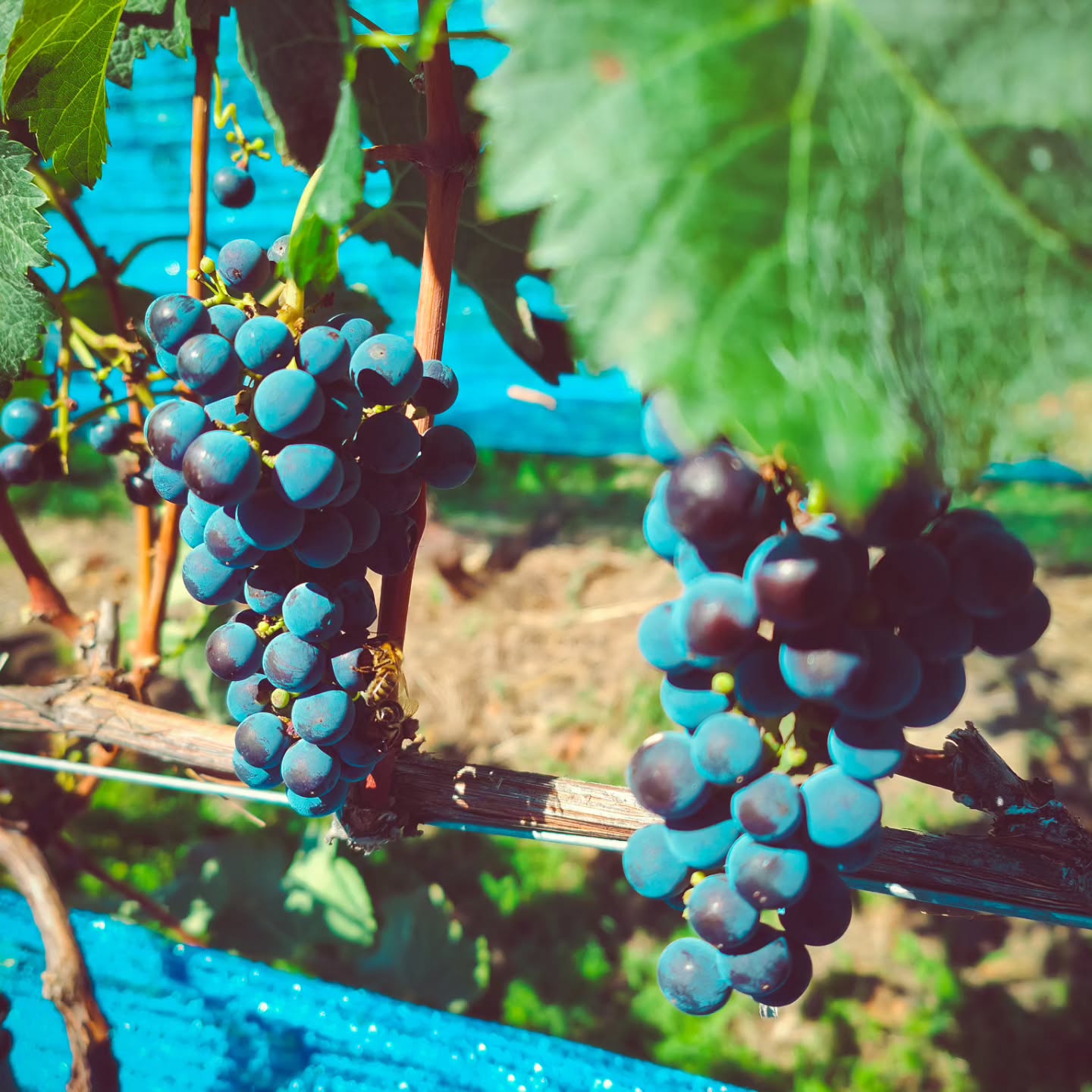 Heute war die Traubenlese für unseren eigenen Wein. Es wird wieder eine Assamblage geben.
#brandeija #weinlese #wimden #weinjahr2023