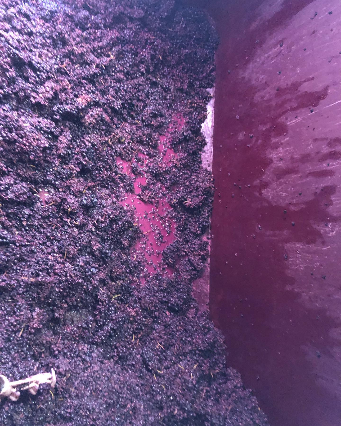 Premier décuvage sur nos jolis Gamay !
A découvrir d’ici quelques mois…
#coteroannaise #gamay #gamaysaintromain #loirevolcanique