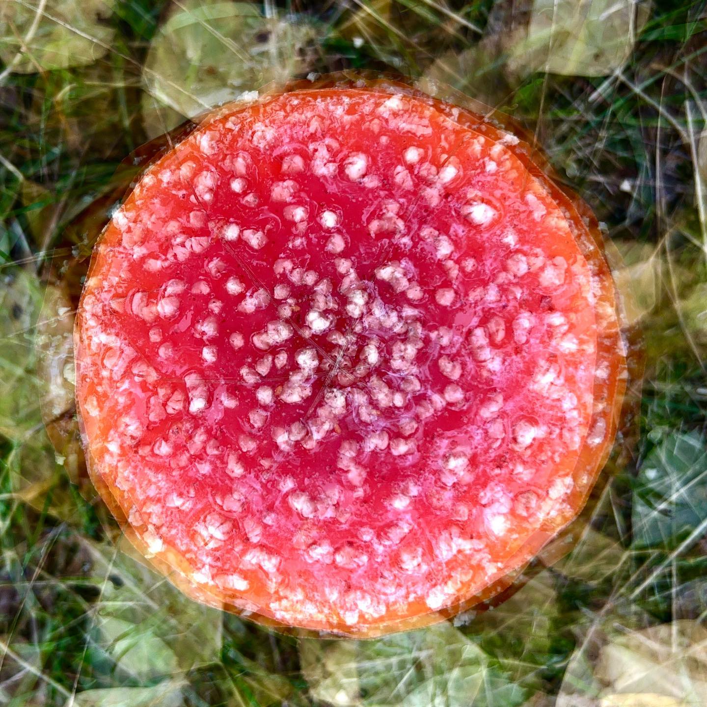 HERBSTSCHÖNHEITEN #experimentellefotografie #multiexposure #nophotoshop #mehrfachbelichtung #visualart #incamera #fineartphotography #wallart #abstractart #inmotion #experimentalphotography #motion #artoninstagram #fineart #ilovehannover #artography #camerapainting #herbst #autumn #hannover #iphonephotography #pilzsaison #fliegenpilz #fundsache #catchoftheday