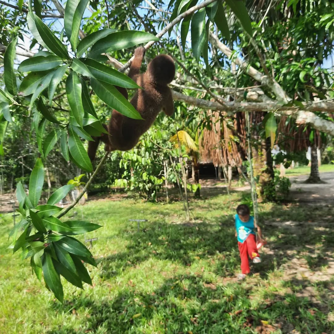 Le succès de la balançoire rouge dans le manguier ... Merci @emmaus_35