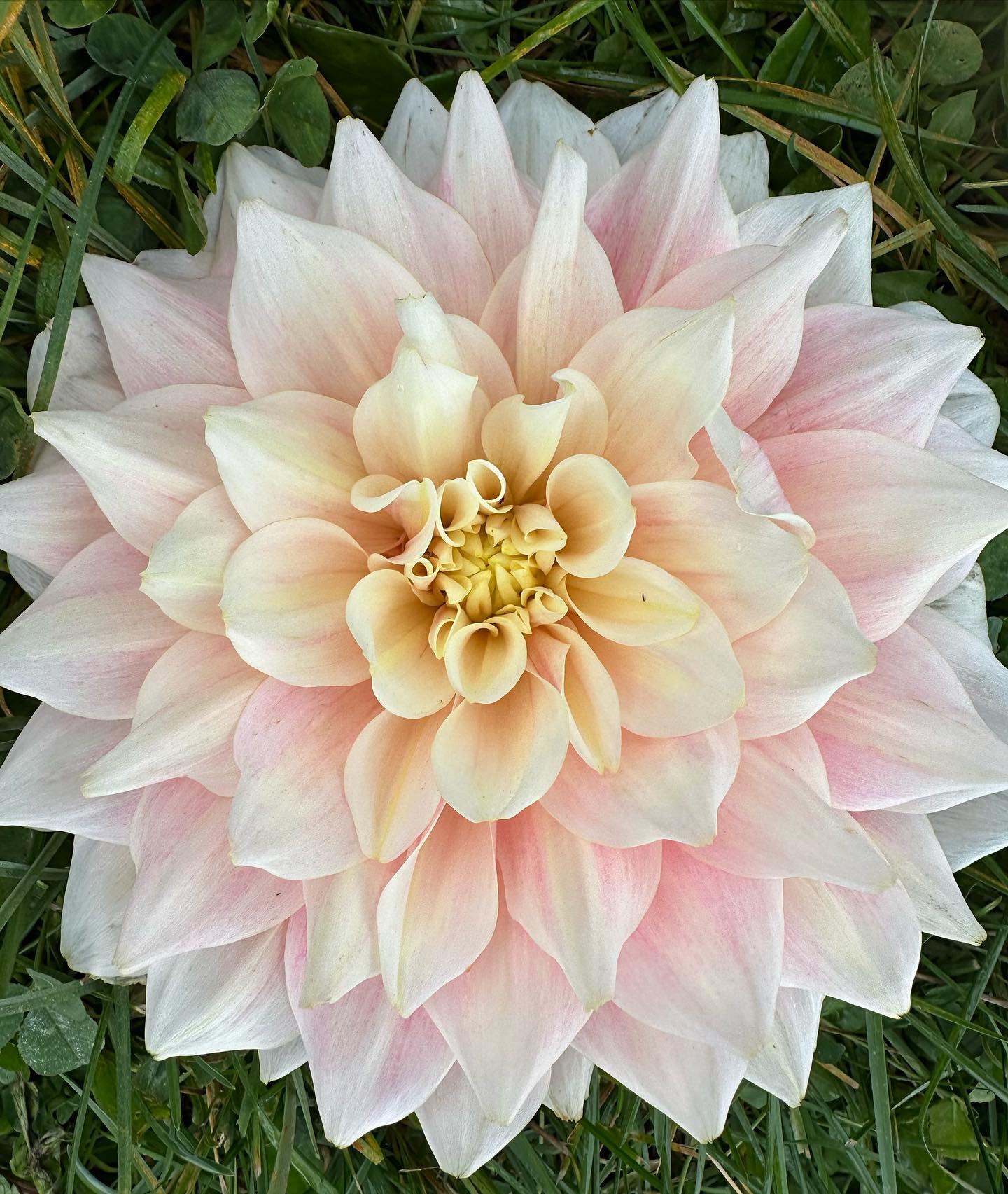 Sometimes field cleanup is just so nice. #wellgrownfarms #wellgrownflowers #localflowers #dahlia