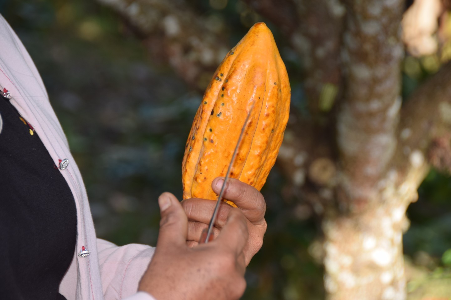 Quest'anno ci troverete (ingrassati e cioccolatosi🍫) presso @eurochocolate a Perugia (Umbria Fiere) dal 13 al 22 ottobre per parlare con voi dei nostri viaggi in Perù all'insegna delle rotte del cacao.
Cercate il nostro stand di Peruresponsabile.it al Padiglione 7, desk 9.
Vi aspettiamo numerosi 🍫🍫🍫!
#peruresponsabile #turismoresponsabile #turismosostenibile #cocoaroute #eurochocolate #umbriafiere #arribaperú