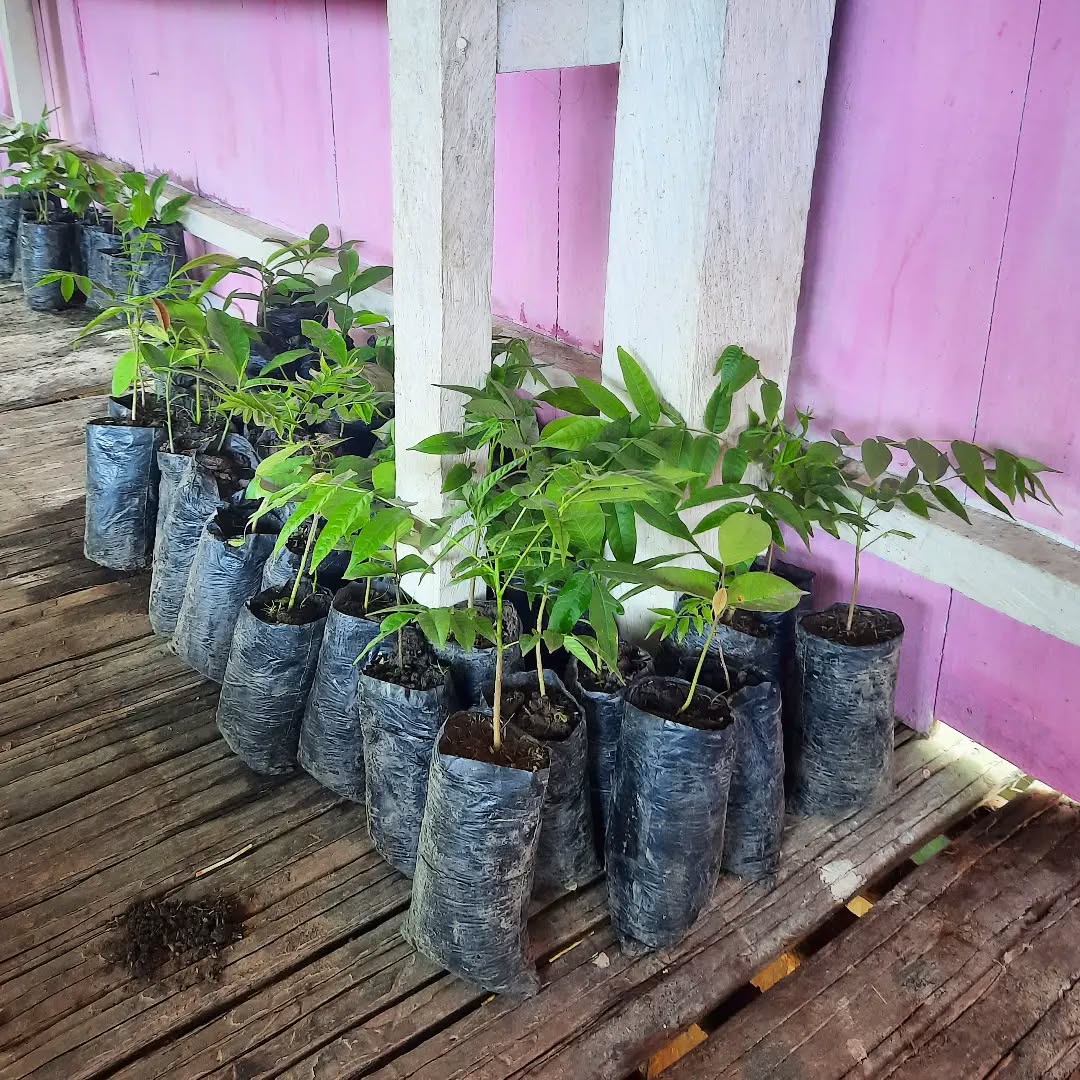 Huayruro, Cedro y castaña