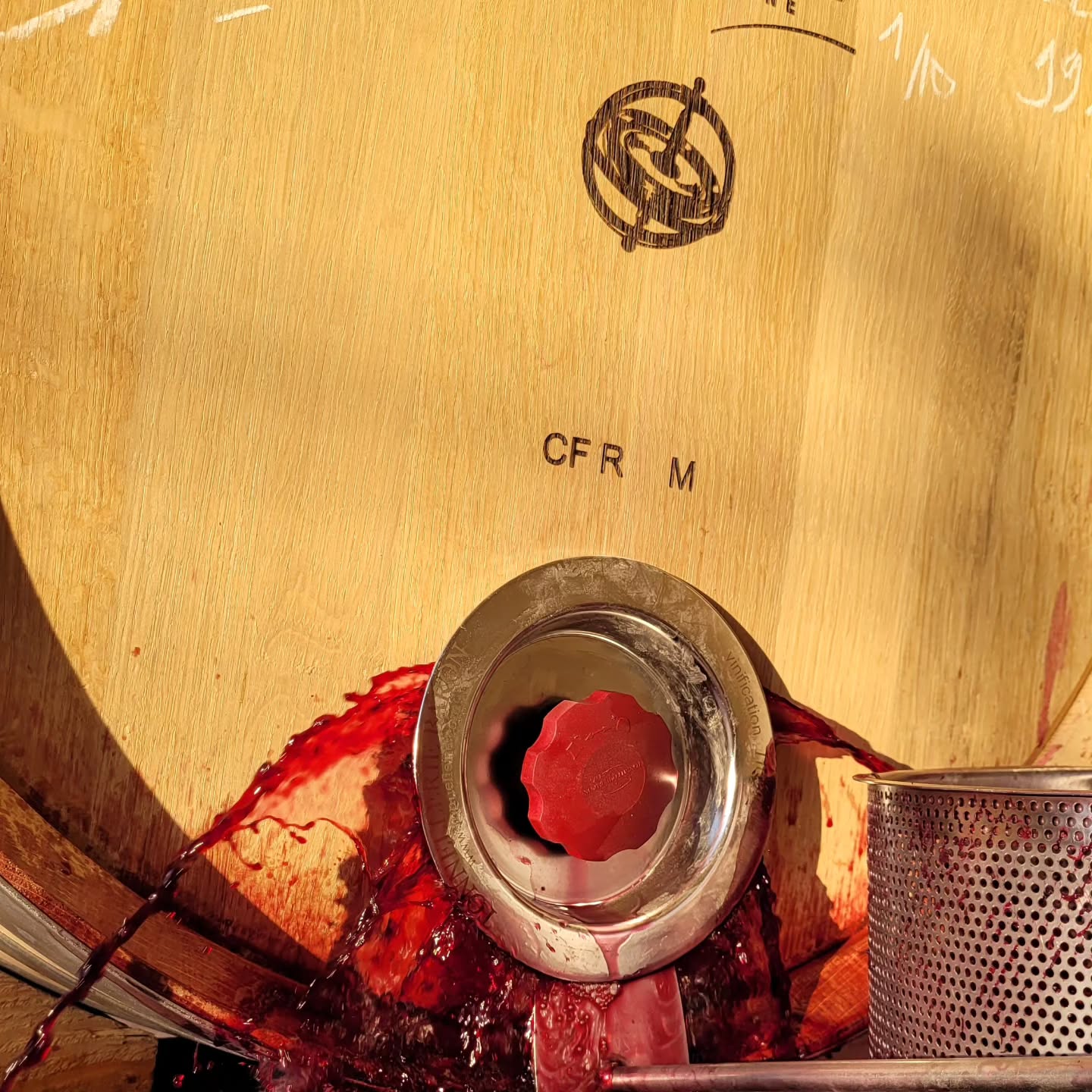 Ce matin décuvage syrah intégrales en fût de 400l.