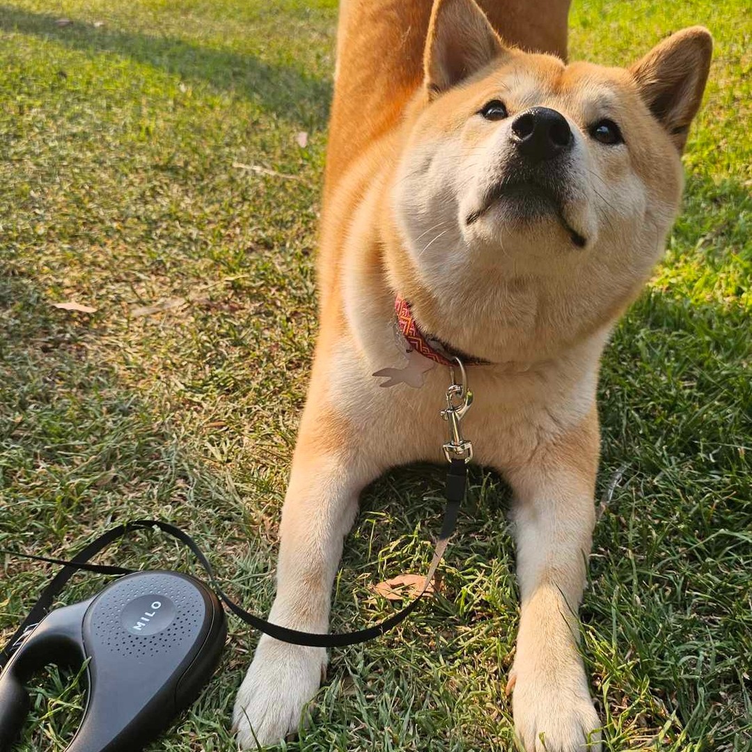 MILO Leash is perfect for every occasion - whether it is just catching good vibes or sunshine in your yard! 🥳
#miloleash #dogleash #summerisnotover #dogsofinstagram #pawsup