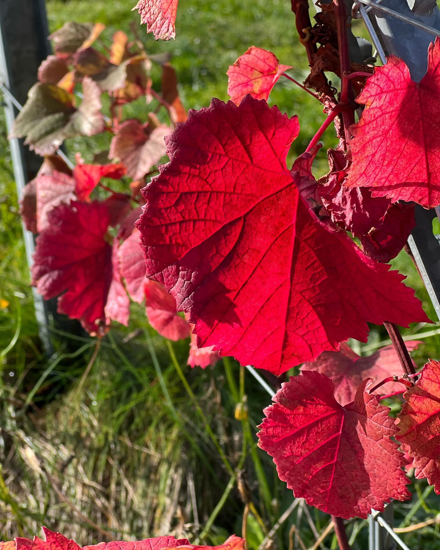 Efterårs Popup på @lindely.vingaard. Et skønt gensyn, hvor vi nød Mette og Claus veloplagte gæstfrihed. Blev klogere på dansk vinproduktion og bare havde en sjov og hyggelig weekend.