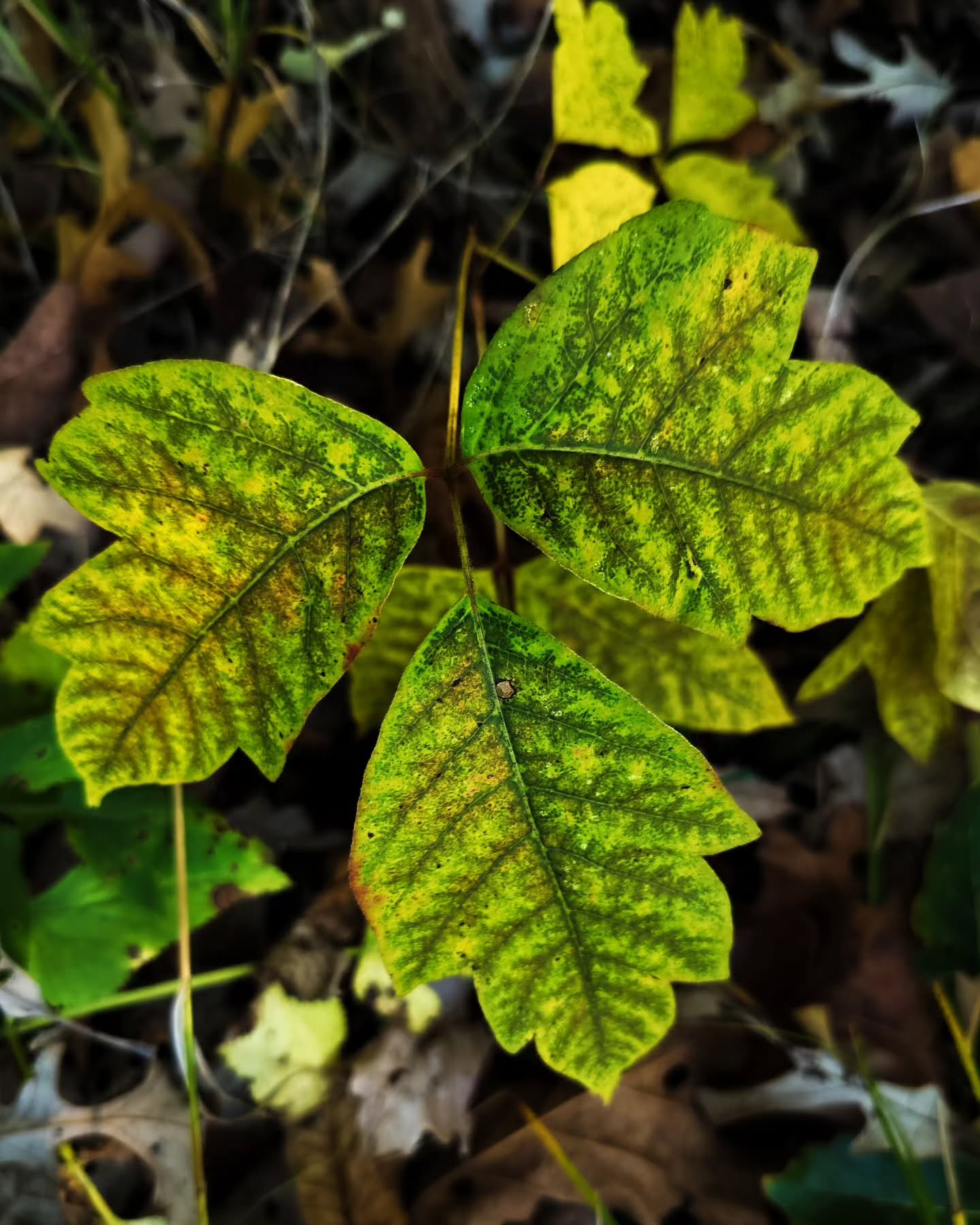 Tuesday Moment of Zen. Marvelling at the colors and patterns in the leaves of poison ivy (Toxicodendron radicans) as the chlorophylls and accessory pigments gradually degrade over time. Peace y'all.