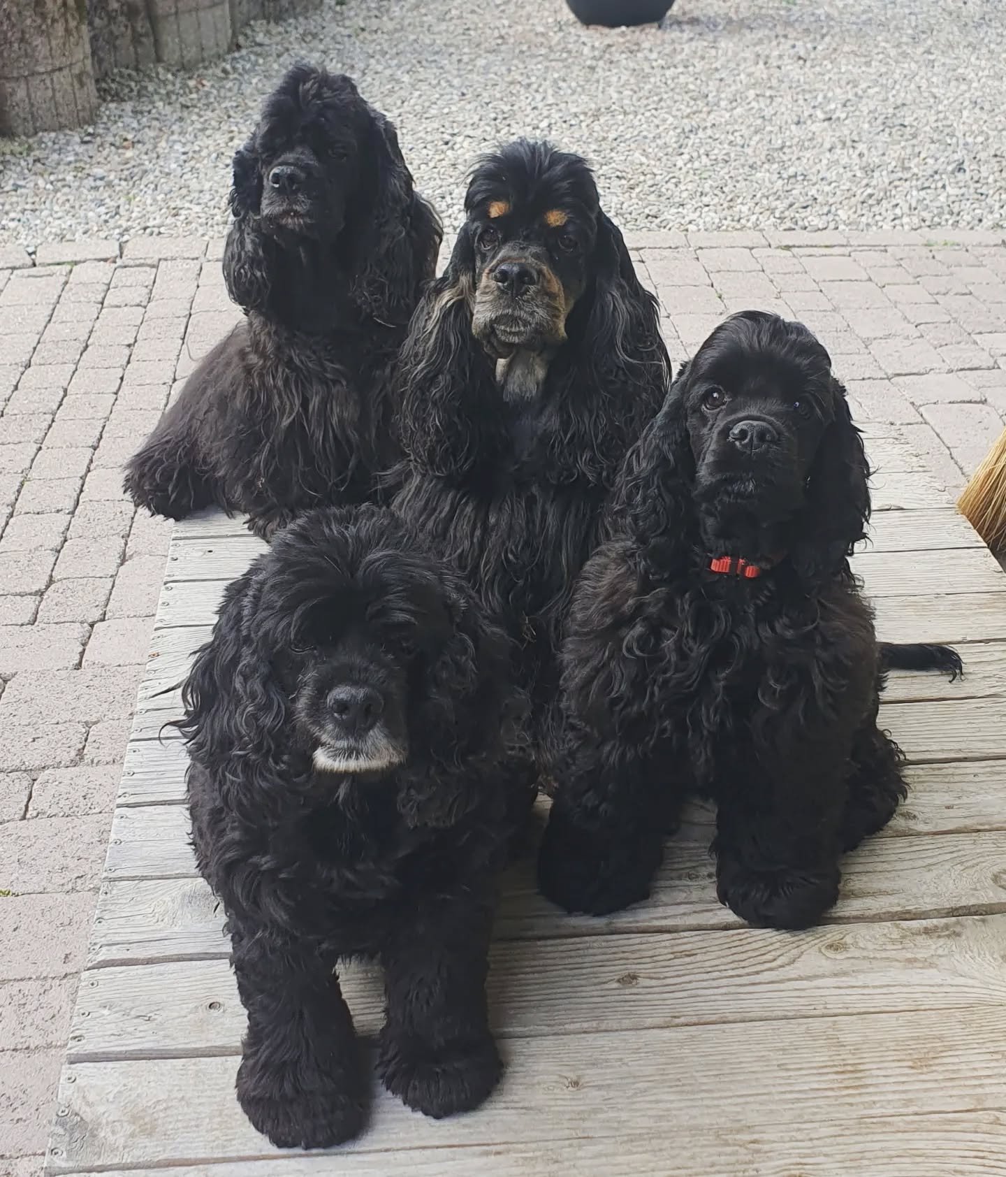 Our black girls, Emely (13y), Lucy (4m), Finja (3y) and Rose (10y)
#americancocke
#cockerspaniel
#cutedogs
