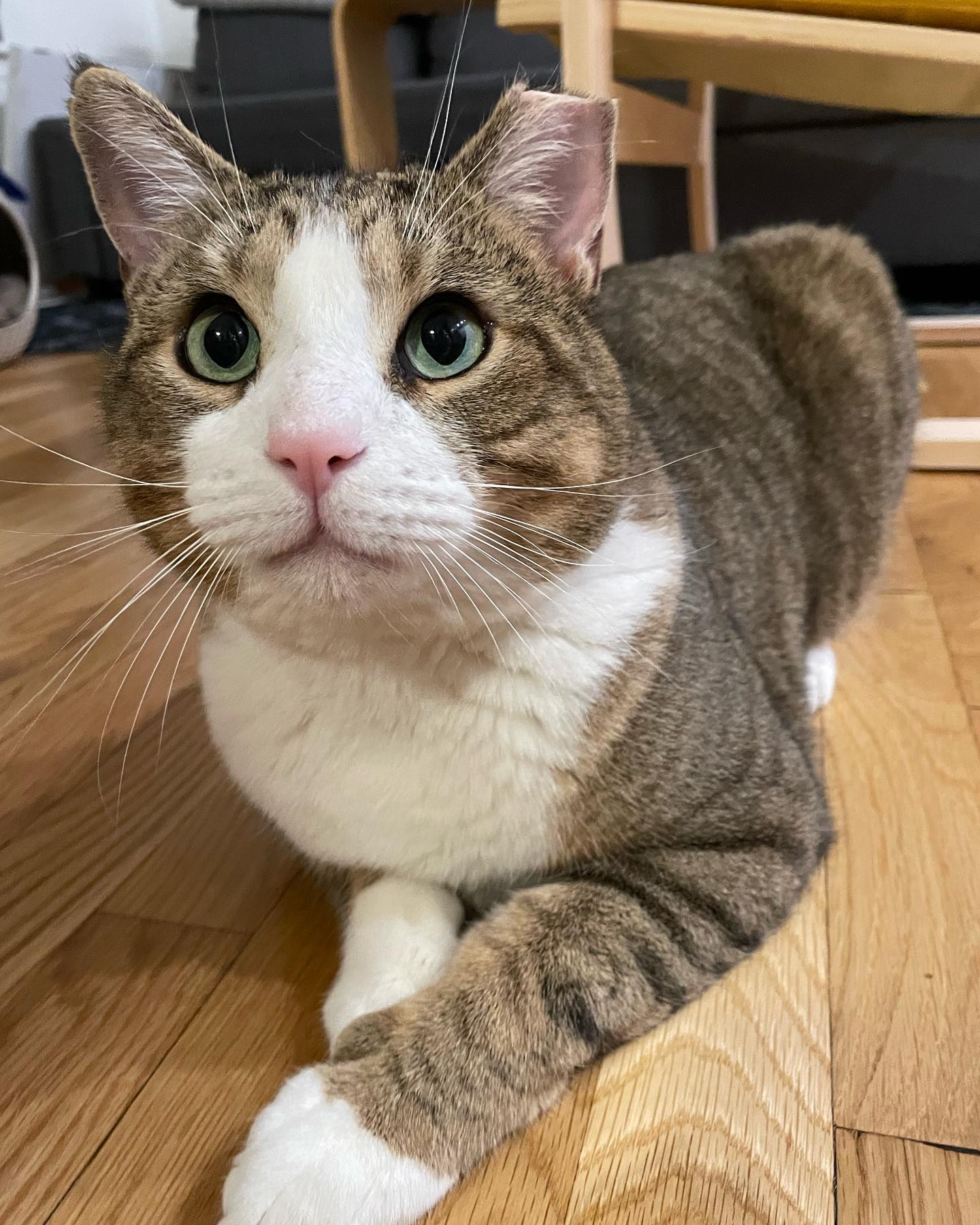 More Carmy and Major!