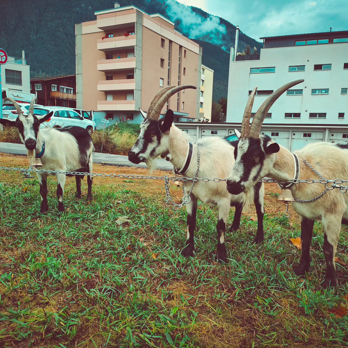 Heute fand die Ziegenschau in Glis statt
#brandeija #pfauenziege #goatlife