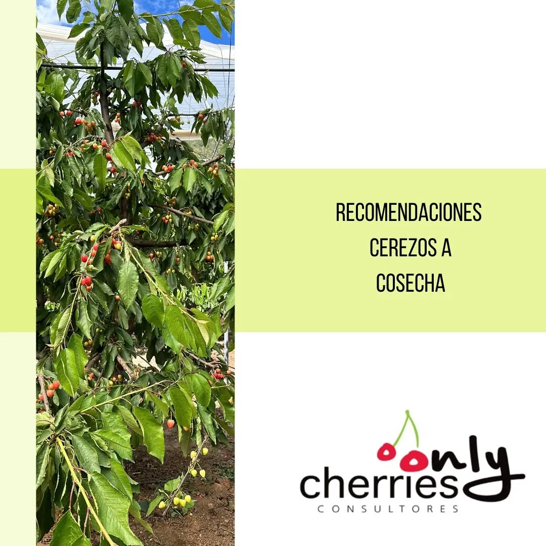 Ya estan comenzando las cosechas, o muy próximos a comenzar y es importante tener en cuenta algunas consideraciones. Hemos publicado un boletín en nuestro sitio web con recomendaciones de manejos y aplicaciones. Acá les dejamos un extracto y los dejamos invitados a visitar
www.onlycherries.cl
#cherry #cherries #chileagricola #agrochile #agronegocio #cerezas #cerezo #cherryblossom #smartcherry #redagricola #campochileno #agricultura #revistadelcampo #mundoagro #agronomia #agro #agroquimicos