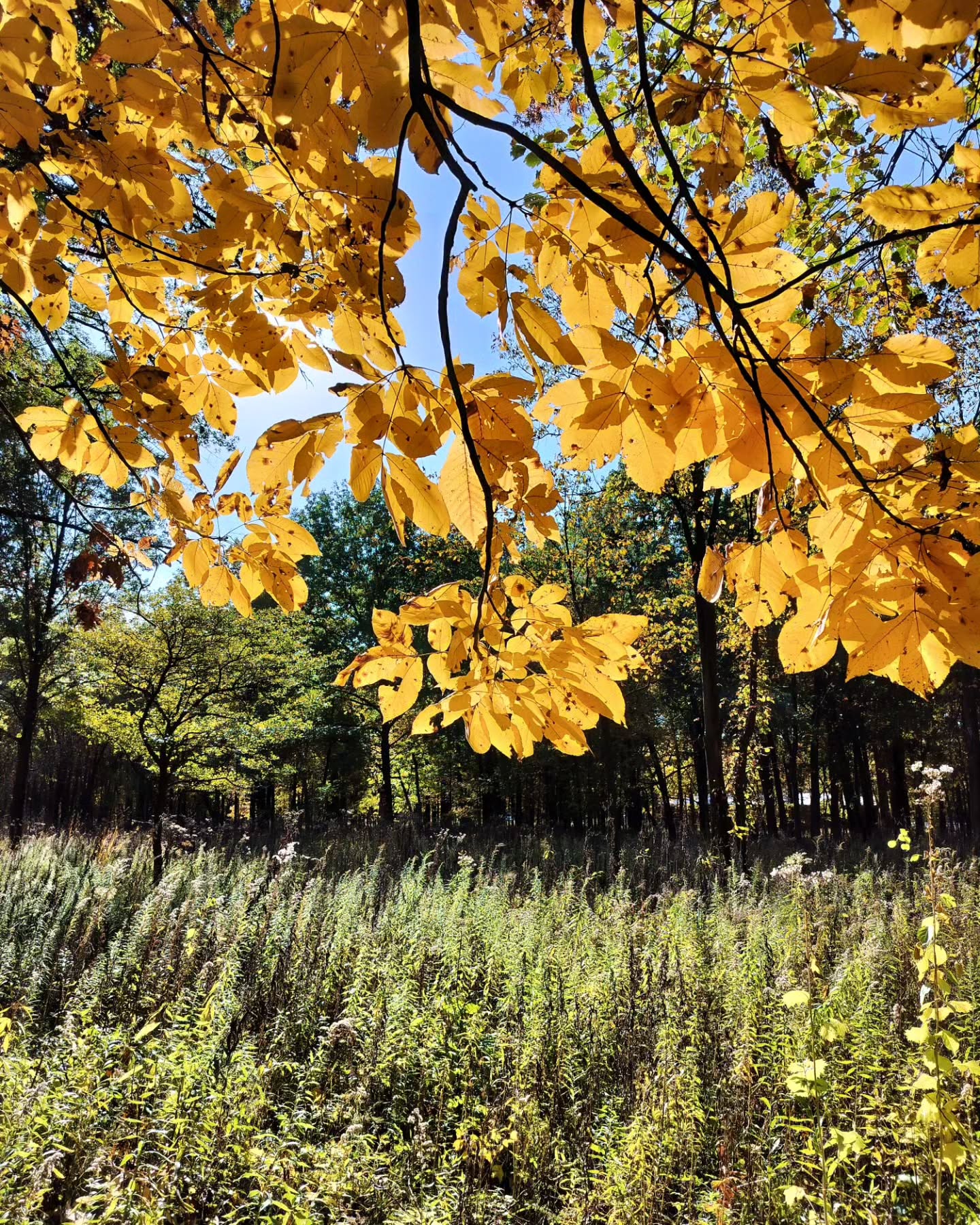 Monday Moment of Zen. A much-needed mental health break of a wandering amble through the woods. Hickories, oaks, and maples playing with the fading fall light. Peace y'all.