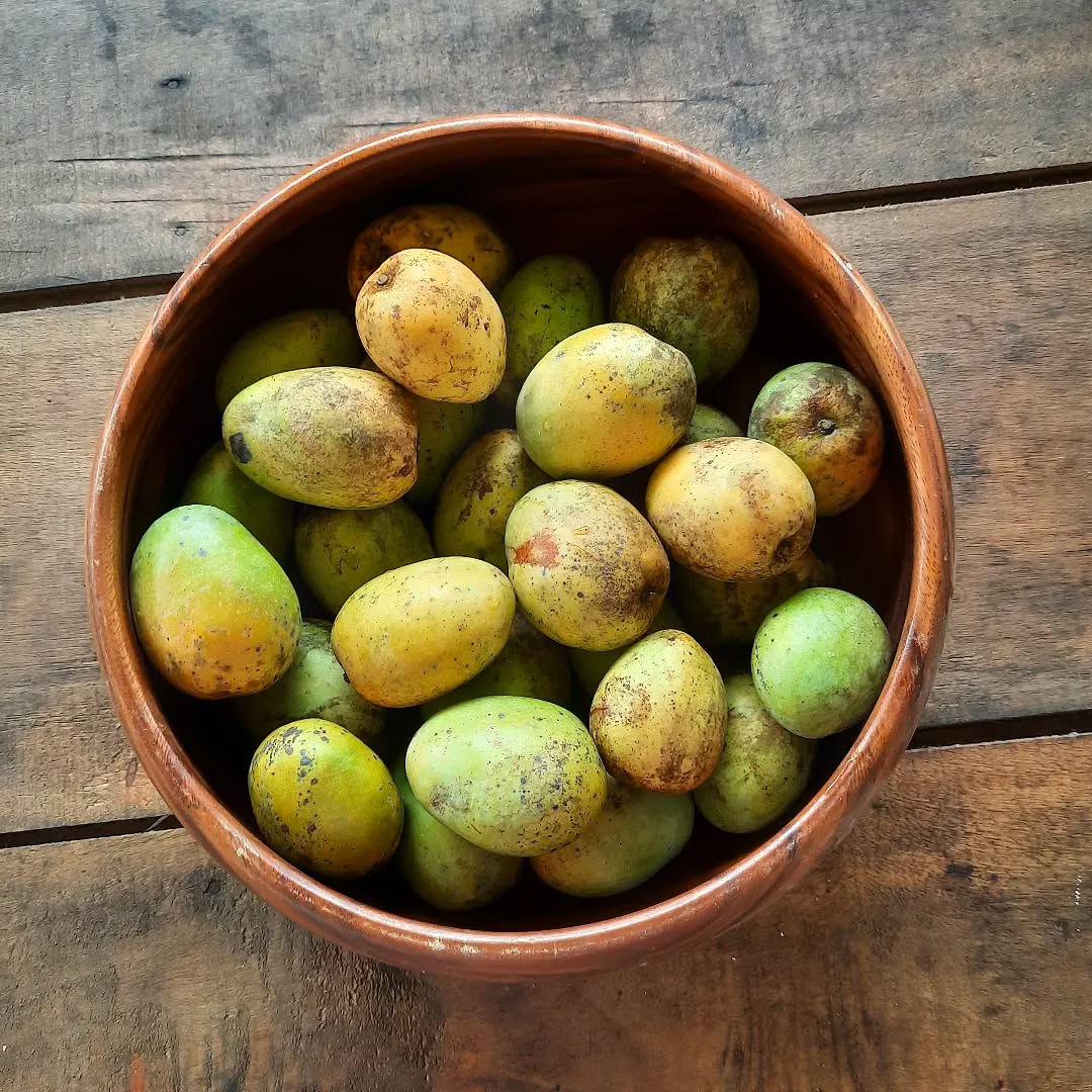 Hoy estamos agradecidos a los arboles de mango por sus frutos que nos dan en @villa_wasi_de_la_poesie_ 🥭