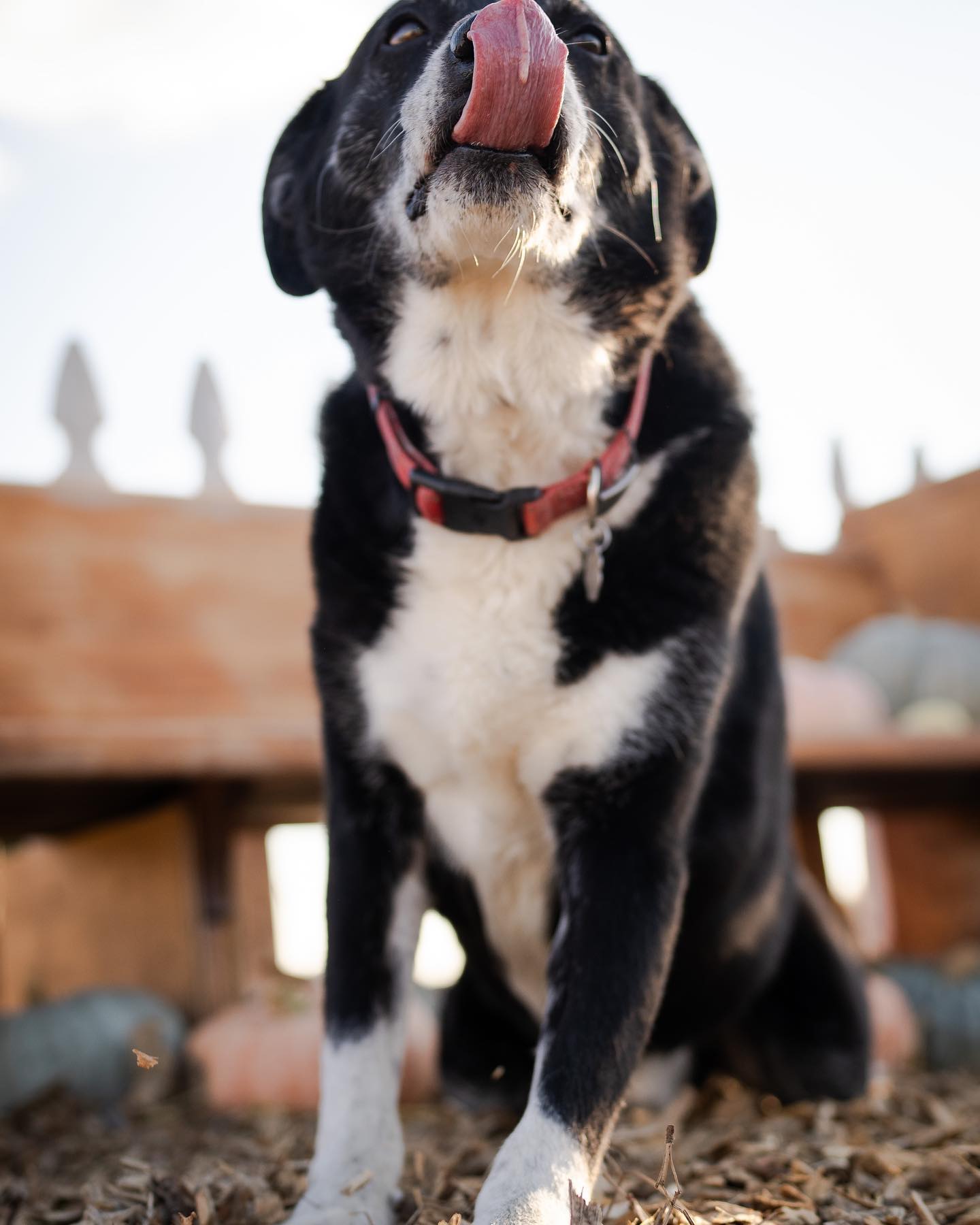 Zeus deserves his own post 🐾 🎃