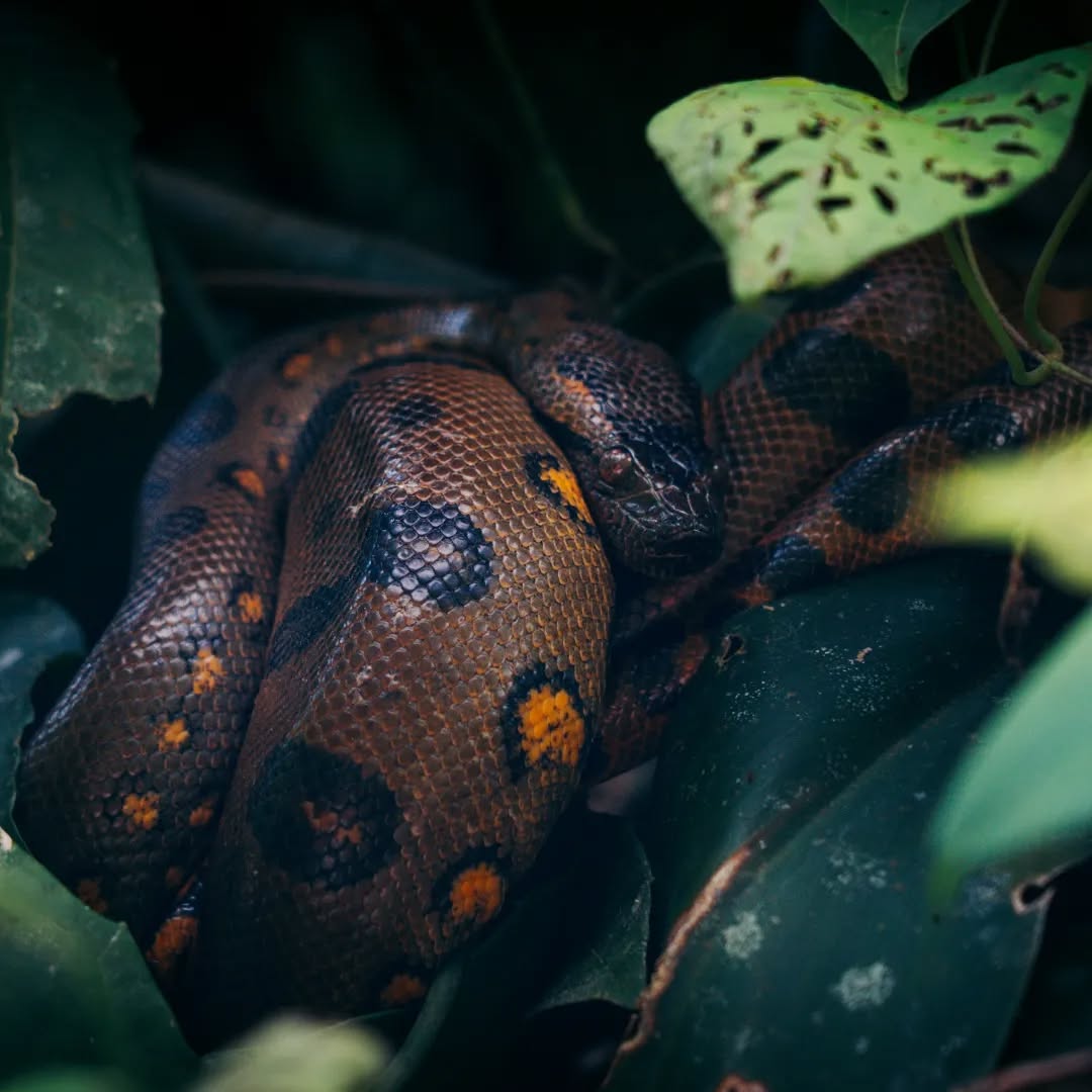 Algunos habitantes de la reserva Pacaya Samiria. Gracias 📸 @frederiktepe -de pasada en Villa Wasi- por estas hermosas fotos 🌿