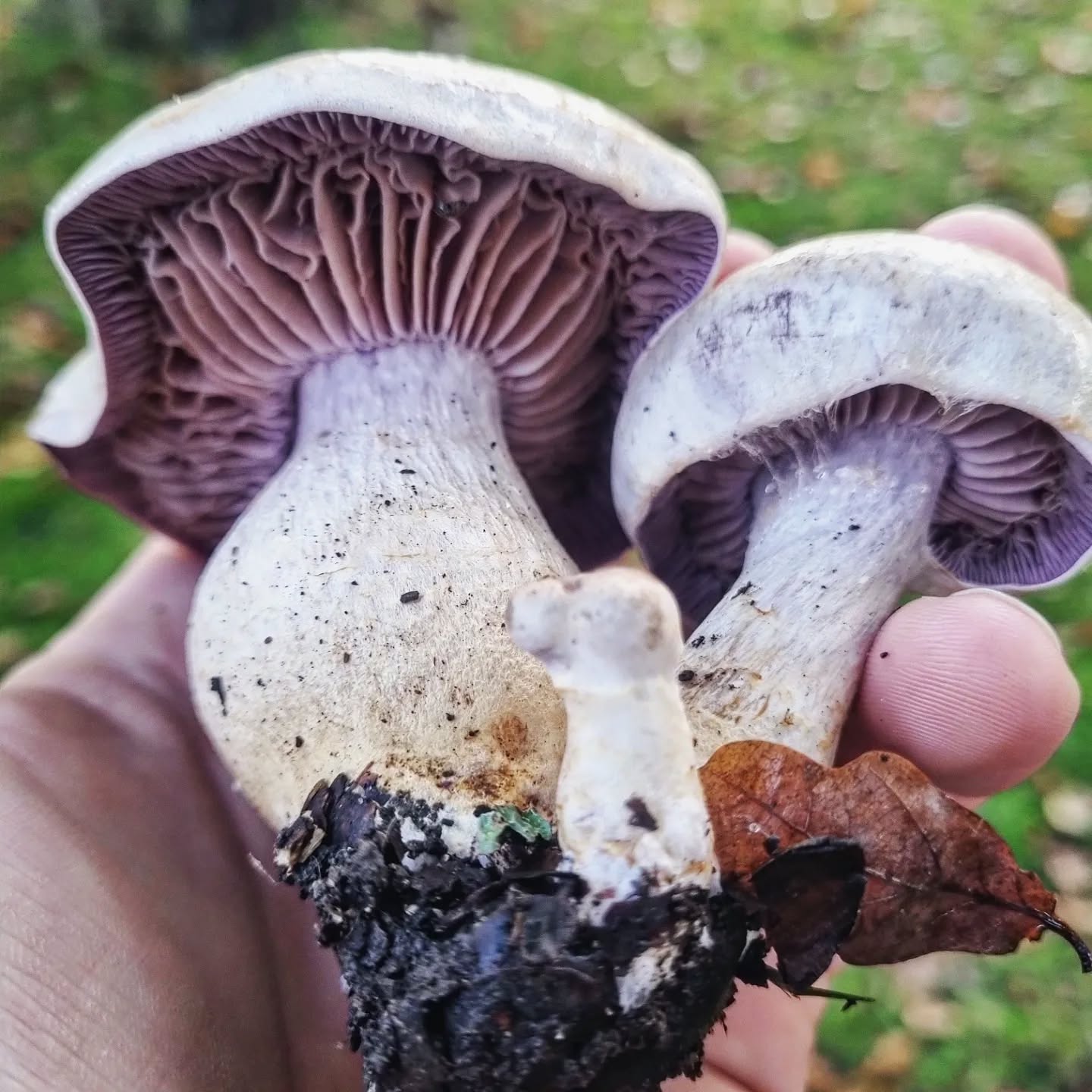 No prizes, but what is it? 🍄 #mushrooms #mushroomidentification #mushroomforaging #mushroomhunting #mycology #mushlove #fungi #fantasticfungi