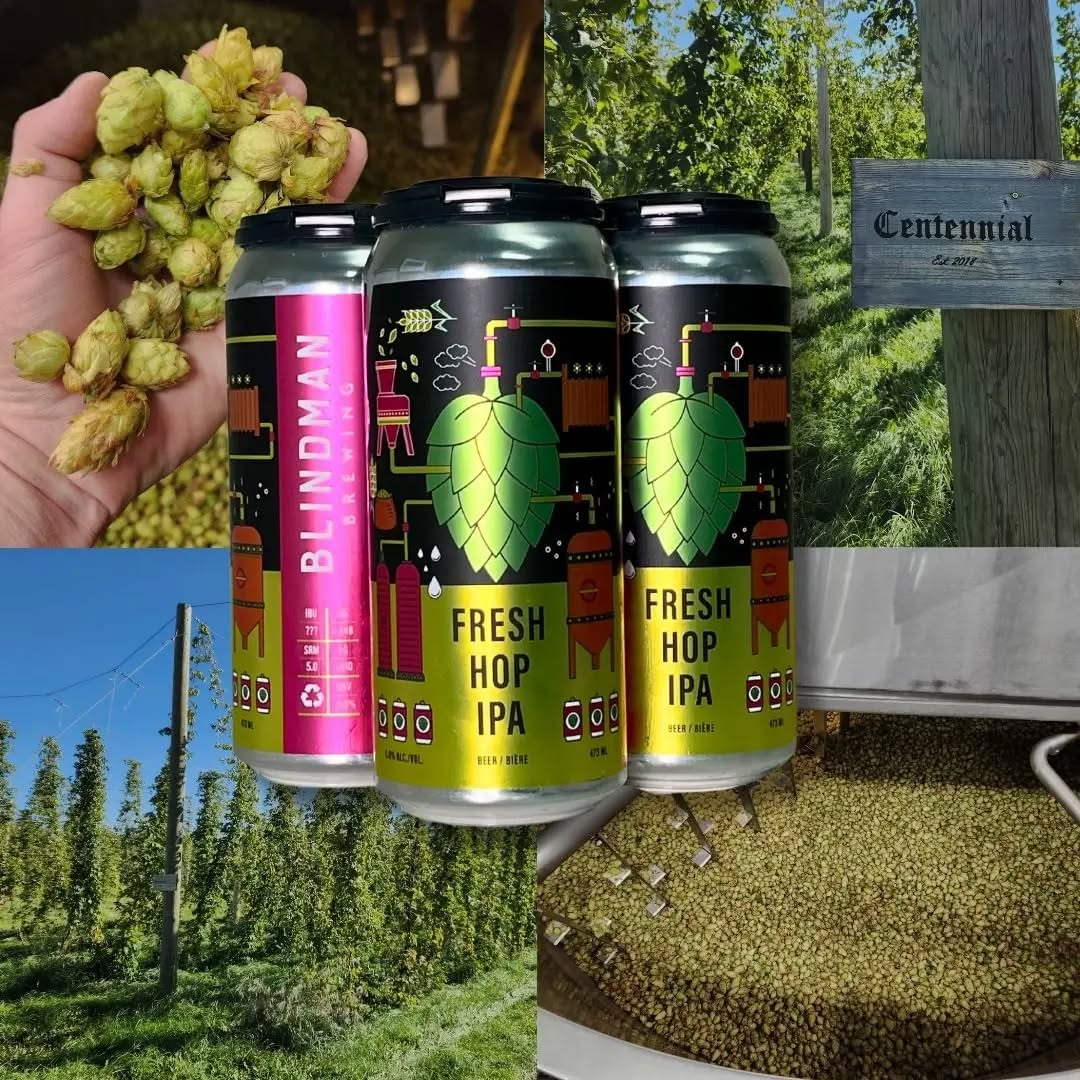 Alberta hopped beer is here!
It is fresh hop beer season and this year's hop harvest is popping up in liquid form all over the province.
**Reposted from @blindmanbrewery
NEW RELEASE: Fresh Hop IPA - 5.0%
In most of our brews throughout the year we use hop pellets: hops that were harvested months ago, then crushed and compacted into packages of pellets that live in our freezer for most of their lives. It's cost-effective, consistent, and it's just how the industry works.
But once a year, we get to pick fresh whole cone hops off the bine in the morning, bring them to the brewery and brew with them in the afternoon. Fresh hop brew day is easily the best-smelling day of the year at the brewery, and this year it produced a particularly amazing beer.
Using only freshly picked hops from our friends at @hoptoitalberta just outside of Lacombe, we present to you what our brewers all agree is our finest fresh hop beer to date. At only 5%, it's one of our most sessionable IPA's ever and we can't wait for our fellow hop heads to taste it.
#freshhop #centralalberta #albertabeer #craftbeer #hops #ahpa #albertahopgrowers #AlbertaHops