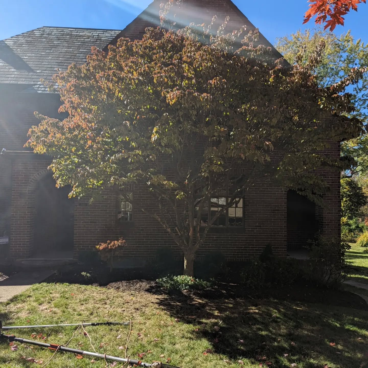 Dogwood tree reduction #treeservice #treepruning #treeremoval #arborist #arboristsofinstagram