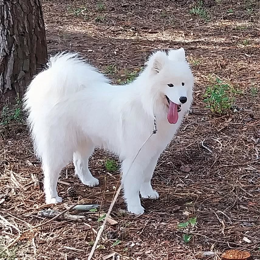 #samoyede #vacances #roquebrunesur argens?
#pensionchien