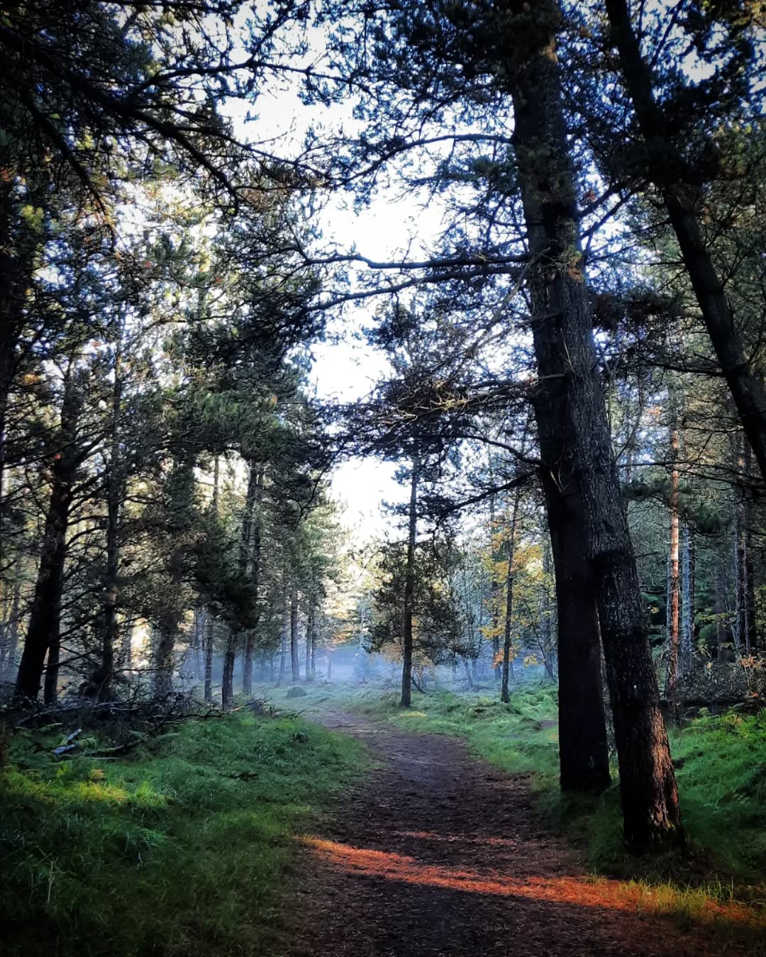 What a beautiful day for a walk in Dunnet Forest!
#landscapephotography
#landscapeartist #Dunnet #lichen #Forest #caithness #nc500 #light #mist