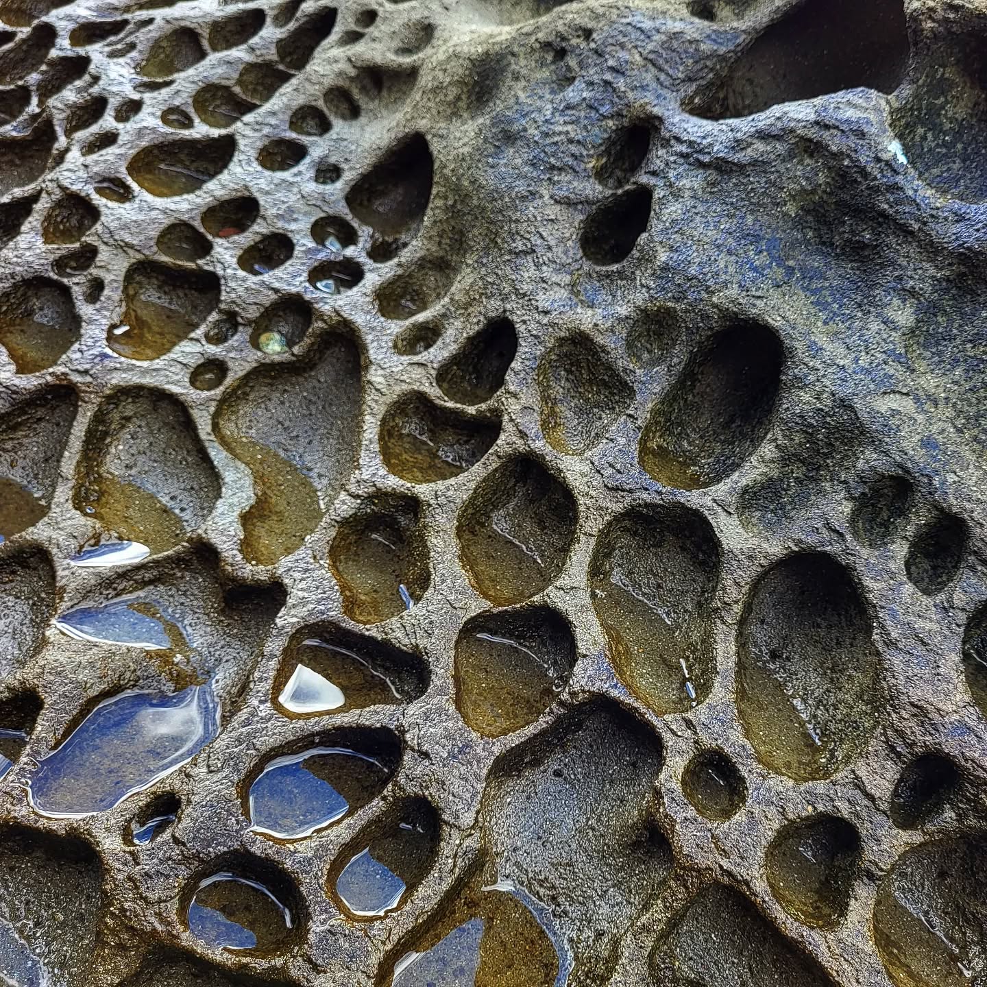Tiny glimmers
#sandstone #pacificocean #photooftheday #photographers #phototag_it #photografy #beachpics #beachphotography #gabriolaisland #beautifulbc