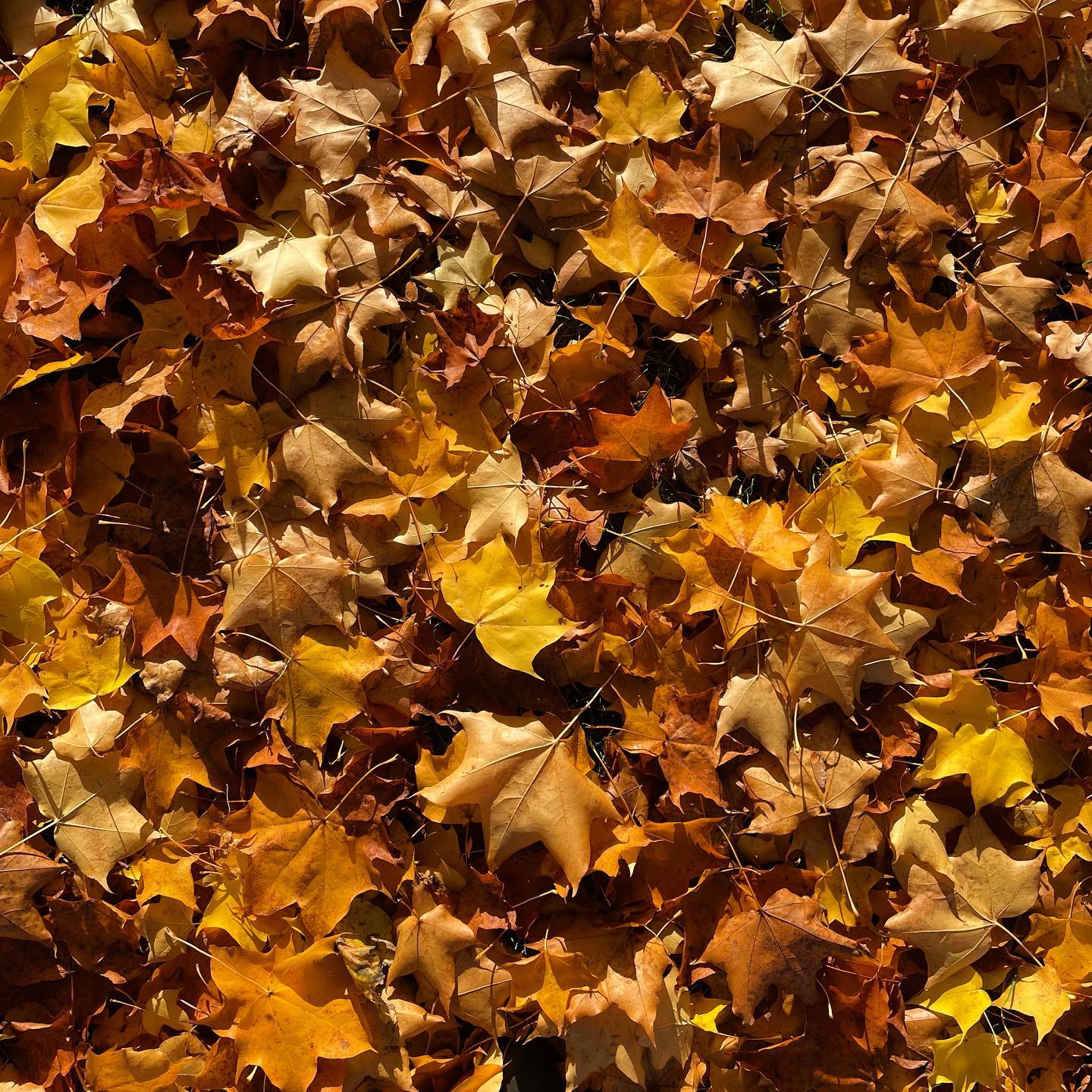 Even with all the rain we have been having, it is a relief that we have not been denied the pleasure of crunchy leaves underfoot on our lunchtime walks. Looking back through our Instagram feed, it seems the excitement of piles of fallen leaves overpowers us at least once every year.
.
.
.
.
.
.
#onmywalk #coloursofautumn #fallcolors #autumn #fall #autumnphotography #myfavouriteseason #embracingtheseasons #goldenleaves #iloveautumn #nature #crunchyleaves #thatautumnmagic #leaveschanging #slowliving #simplepleasures