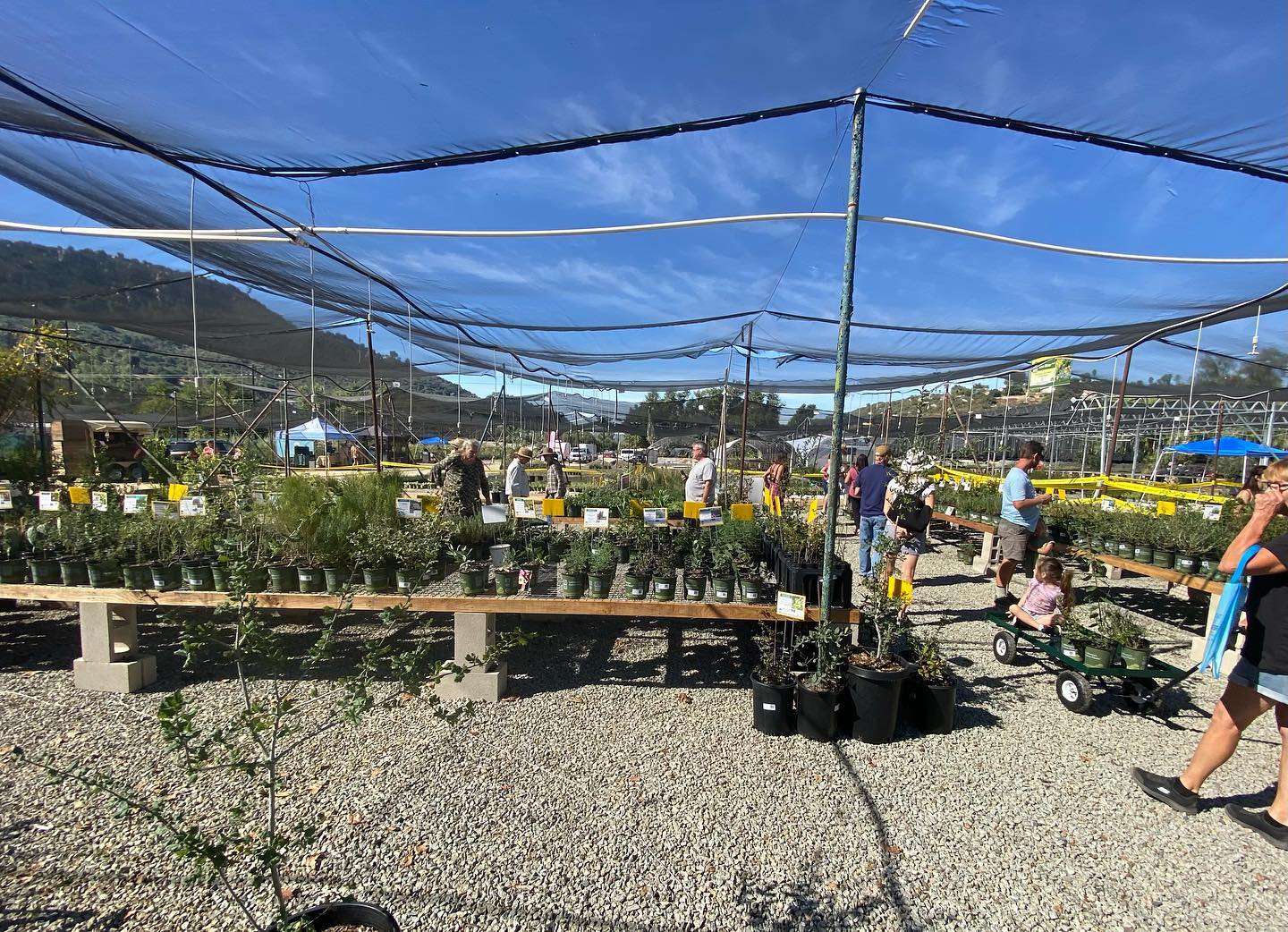 Thank you all so much for joining us on Saturday at our annual Fall Sip N Shop! It was so great to connect with everyone and meet some new faces! We love you guys and look forward to seeing you again soon! Cheers and Happy planting! ๐ฑ๐๐
#moosacreeksipnshop #canativeplants #community #bethechangeplantnatives #fallisforplanting