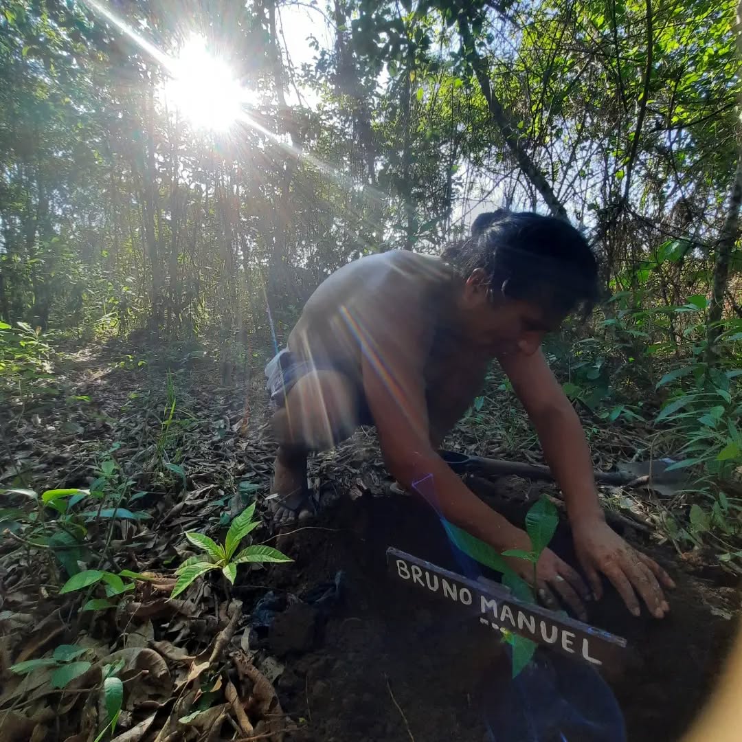 Castaña - Noix du Brésil >> 🌱