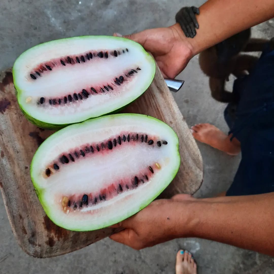 Sandia casero 🍉