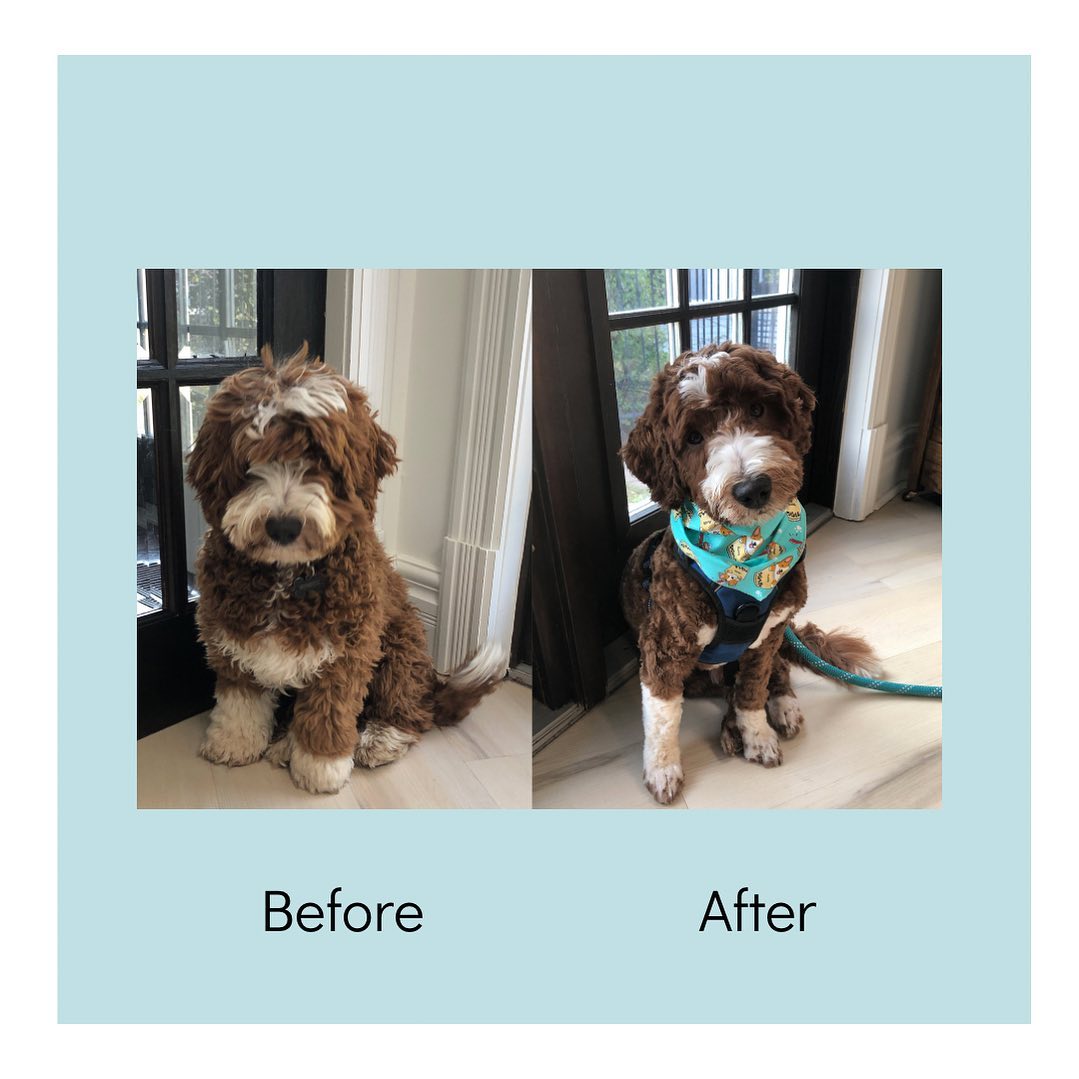 Little Mr. Wigglepants (aka Murphy) is Growing Up & Looking Too Handsome (ps - would've loved to tidy those muzzle cuts, but he'd had enough spa time!). Some pups are too cute for words. #dogsofinstagram #doggrooming #thelittledogspa