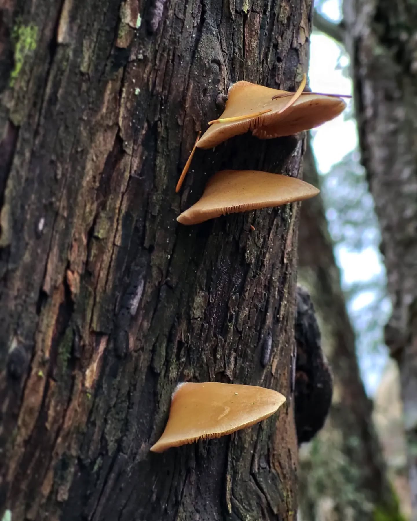 I'm always intrigued by the music instagram suggests for posts..