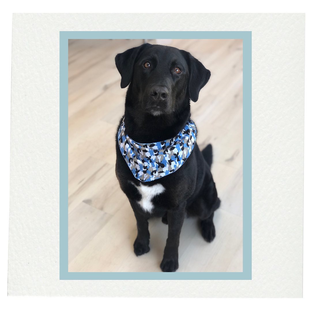 There’s a new Mr. Big in town and he’s handsomer than ever! #dogsofinstagram #doggrooming #thelittledogspa
