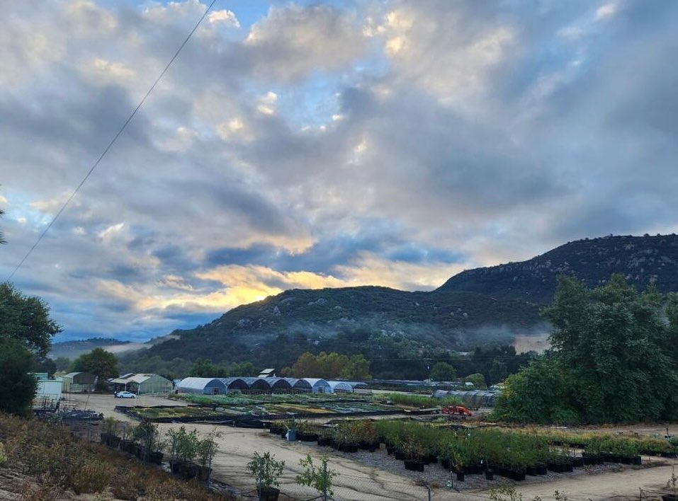 Just a beautiful fall day at Moosa Creek Nursery! ๐
We got a total of .56 Inches of rain here and the plants are extra happy this morning. โบ๏ธ๐ฑ๐ฅ๏ธ๐ฟ๐
๐ธ @plantnerdkaren
#californianativeplants #fallisforplanting