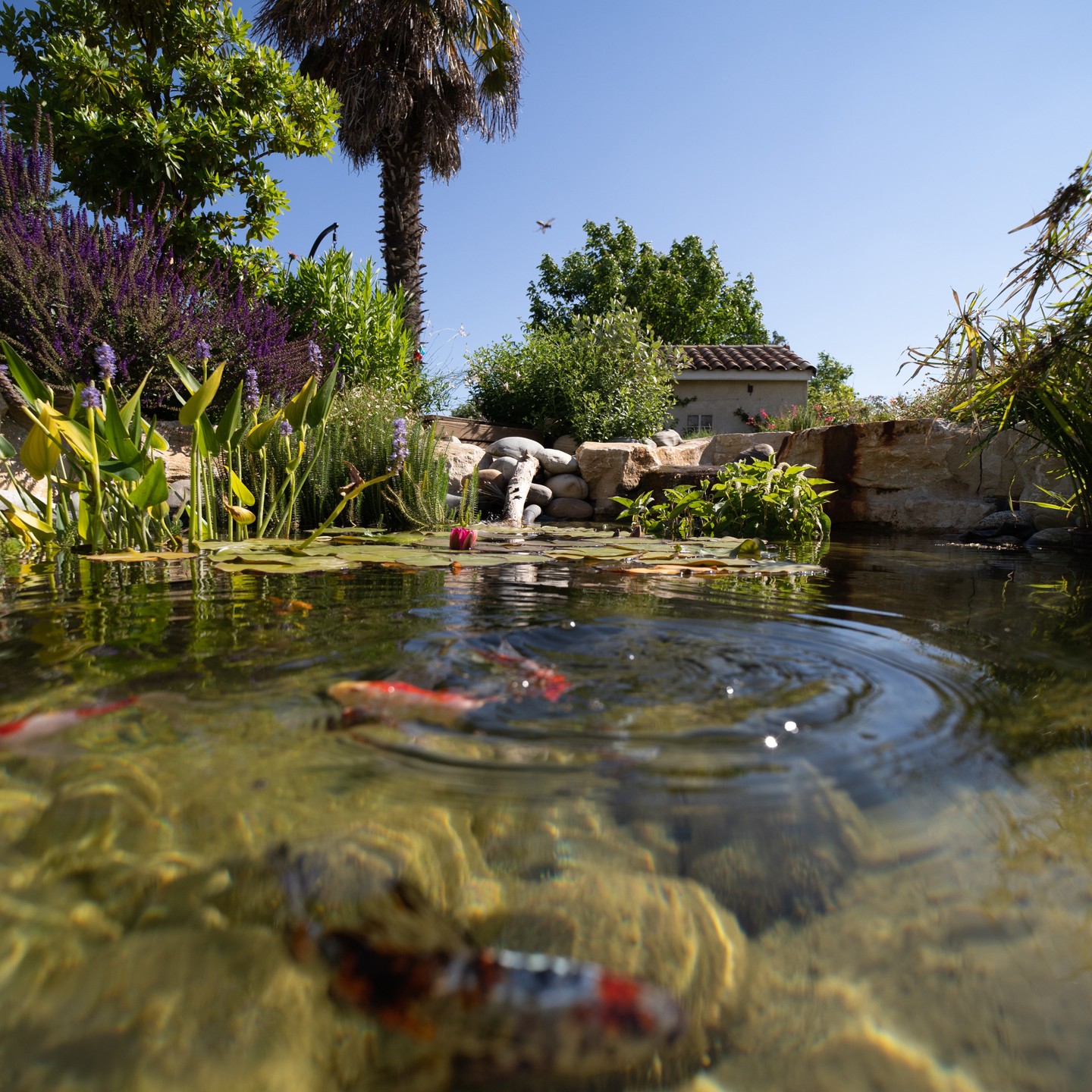 #paysagiste #paysagisme #concepteurpaysagiste #maisonetjardin #jardinmoderne #paysagemagnifique #naturelovers #naturephotography #jardin #exterieur #drôme #valléedeladrôme #aousteSurSye #crest #nature #creation #entretien #fontaine