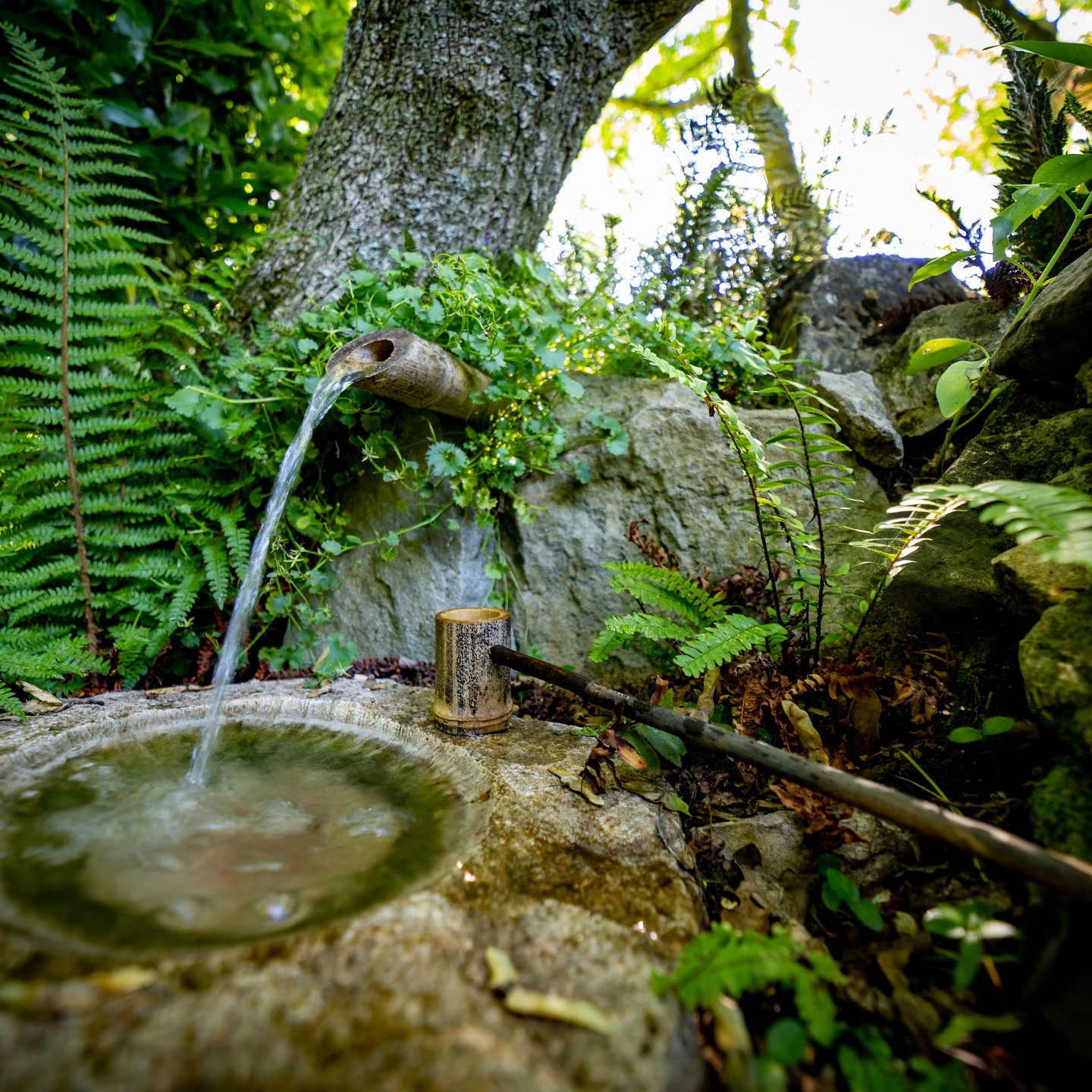 #paysagiste #paysagisme #concepteurpaysagiste #maisonetjardin #jardinmoderne #paysagemagnifique #naturelovers #naturephotography #jardin #exterieur #drôme #valléedeladrôme #aousteSurSye #crest #nature #creation #entretien #fontaine