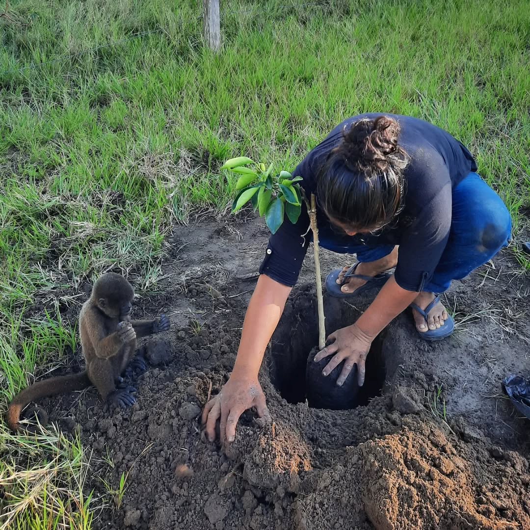 Gladis es nuestra maestra y amiga. Ella forma jovenes en la agricultura, en el instituto tecnologico de Lagunas. Aqui, ella siembra arboles de limón y naranja, con el mono Yoko, que le acompaña en todas partes y ella cuida a los Cacaos que necessitaban de ver mas rayos de sol ! Los dias en que ella trae abono, nos alegra. Con la lluvia que regresa y gracias a ella, a sus manos enamorados de la tierra, sabemos que el jardin sera una maravilla en el proximo año...