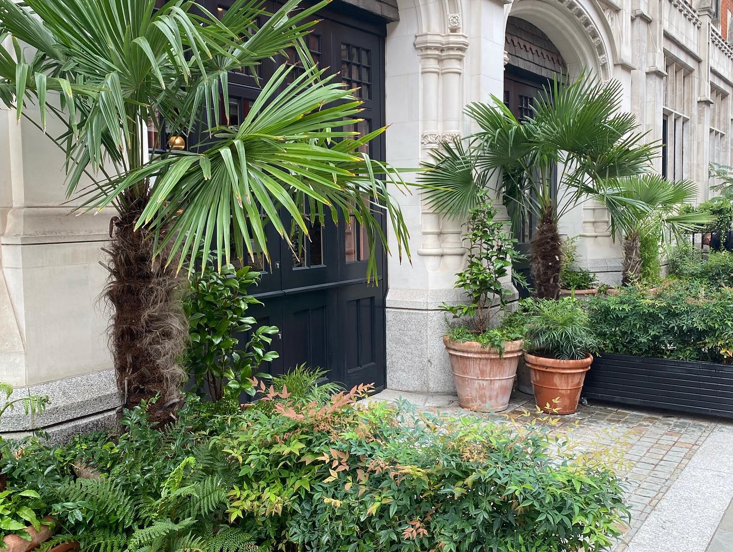 Part of a new planting scheme for Chiltern Fire House Hotel #tuliplandscapes #plants #hoteldesign #hotelplants #londonhotel #chilternfirehouse #chilternfirehouselondon #landscapearchitecture