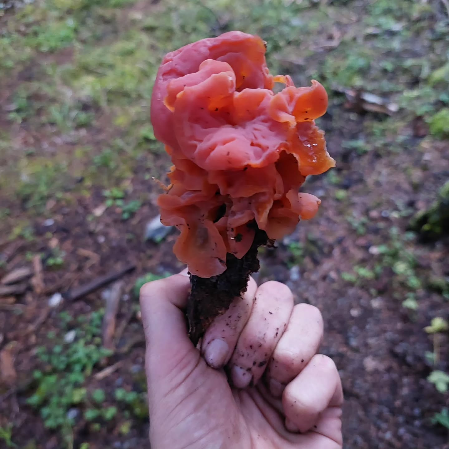 עוד רגע גם כאן בישראל תתחיל עונת הפטריות ולפי הגשם שיורד כעט,
יש הרבה למה לצפות 😊
מזמין אתכם גם השנה להצטרף אלי להרפתקה מרתקת ביער, לגלות פטריות חדשות ומרהיבות וליהנות מארוחה טעימה תוצרת הטבע 🌾
פרטים ותאריכים יתפרסמו בקרוב
מוזמנים בינתיים לשלוח הודעה ולהירשם 👈
נתראה ביער 🍄