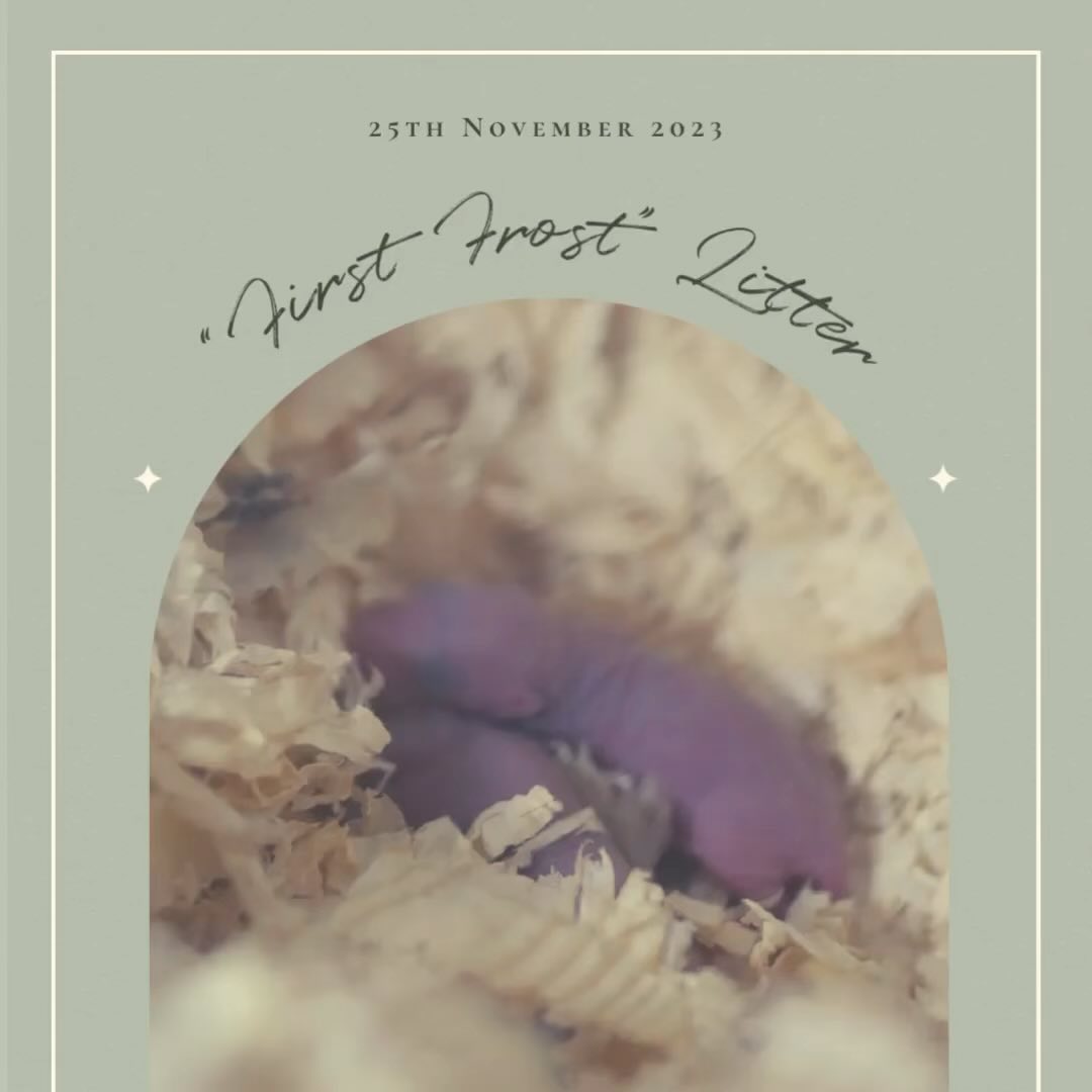 It was the first frosty morning at the farm this morning, and look what I woke up to ❄️🫘
.
.
.
#rat #rats #ratsofinstagram #ratsofinsta #petrats #petsofinstagram #dumborat #rodent #ratcommunity #breeder #ratbreeder #rodentsofinstagram #rodentsofig #rattiesofig #rattiesofinsta #ratsofinstagram #rodents #cute #pets #fancyrat #dwarf #dwarfrat