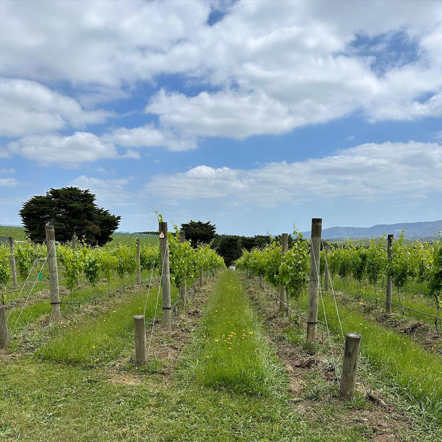 Undervine ploughing. Exceptionally satisfying although somewhat challenging… If someone could please tell me why we can’t design tractors to have all this stuff on the front so I don’t get a sore neck looking backwards the whole time that would be awesome!