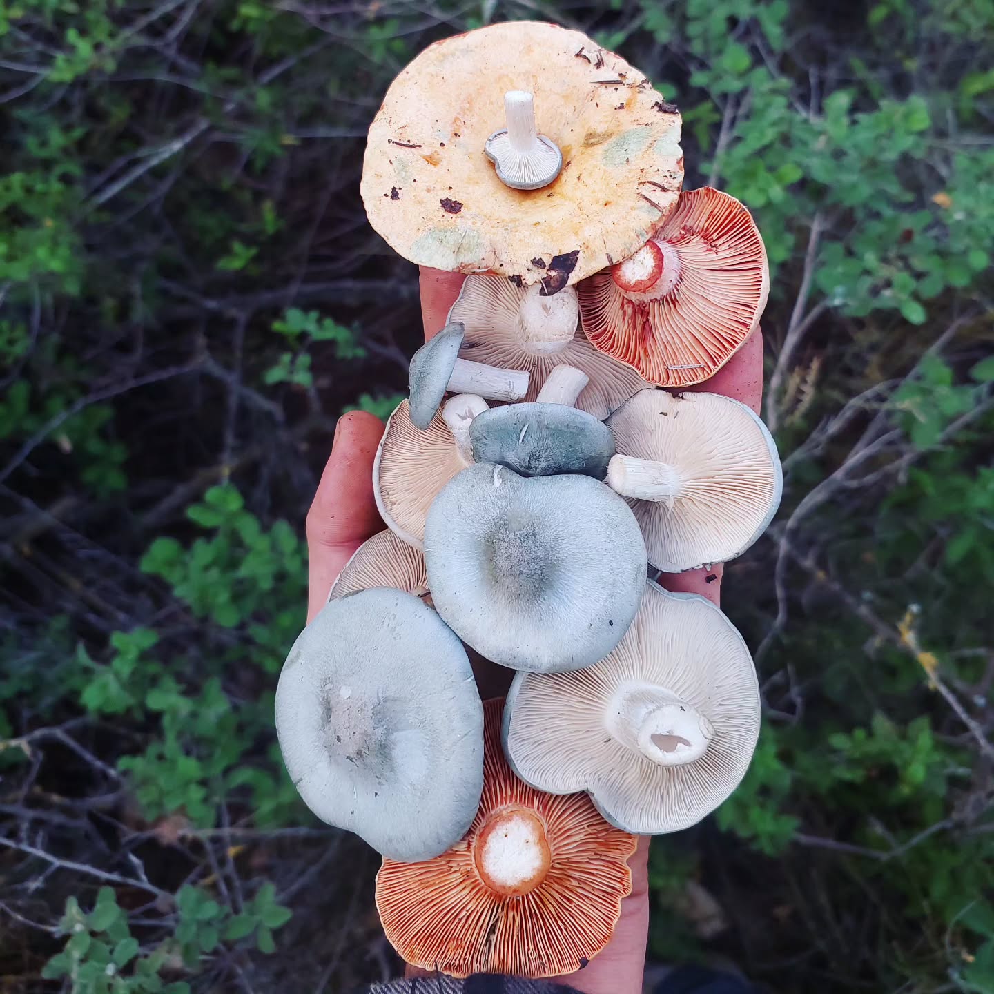 יש ריח טוב באוויר 🌧
ובשישי הקרוב חוזרים לחפש 🍄
הצטרפו אלי למפגש בין אנשים בטבע, בו נלמד על ליקוט צמחים וציד פטריות ונשב יחד לארוחה מלוקטת ומטריפה בהרי ירושלים, תהיה גם מדורה מבטיח.
שישי הקרוב, 9:00 בבוקר
מיקום סופי לקראת הסופ"ש
לפרטים נוספים השאירו הודעה (:
נתראה !
