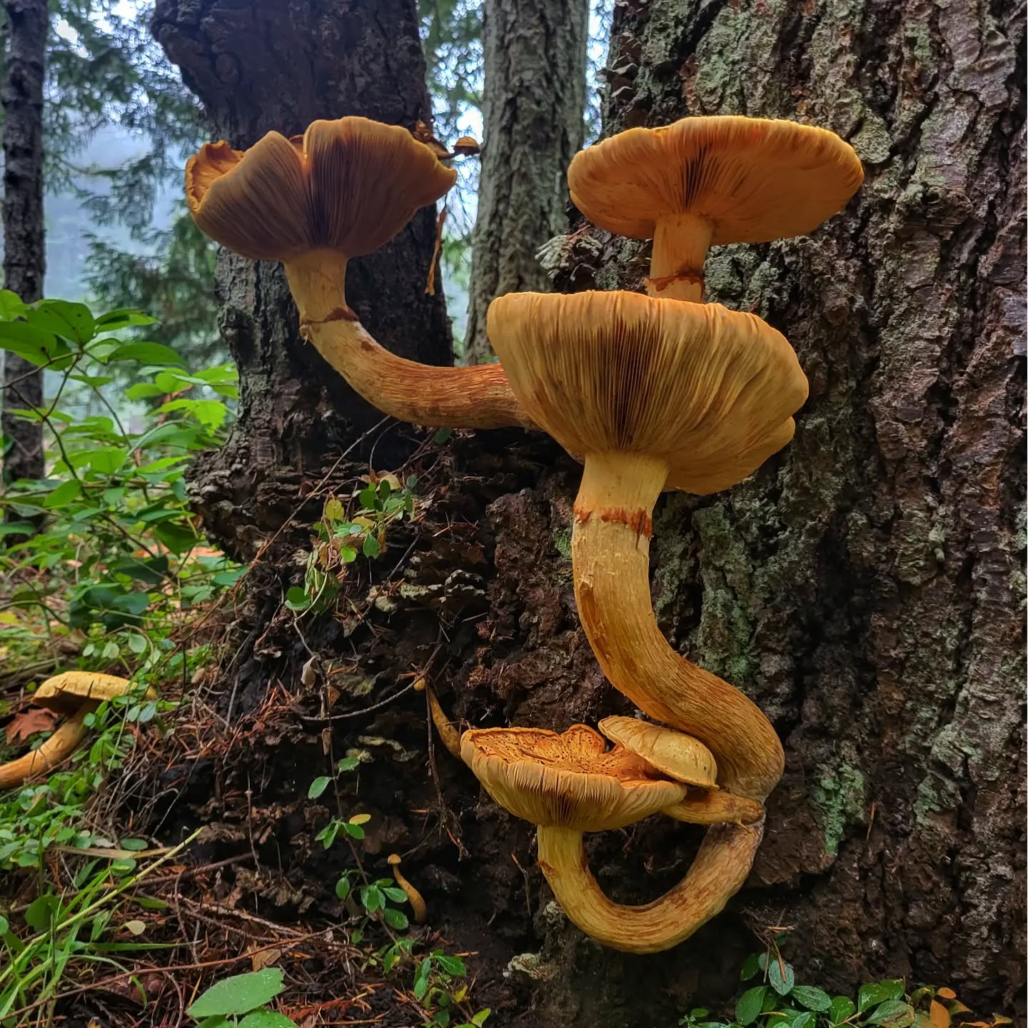...🍄🍄
#mushroom #mushroomhunting #mushroomphotography #photooftheday #mushrooms