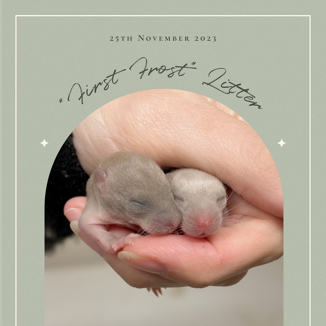 “Forest Frost” litter update!
.
.
.
#rat #rats #ratsofinstagram #ratsofinsta #petrats #petsofinstagram #dumborat #rodent #ratcommunity #breeder #ratbreeder #rodentsofinstagram #rodentsofig #rattiesofig #rattiesofinsta #ratsofinstagram #rodents #cute #pets #fancyrat #dwarf #dwarfrat